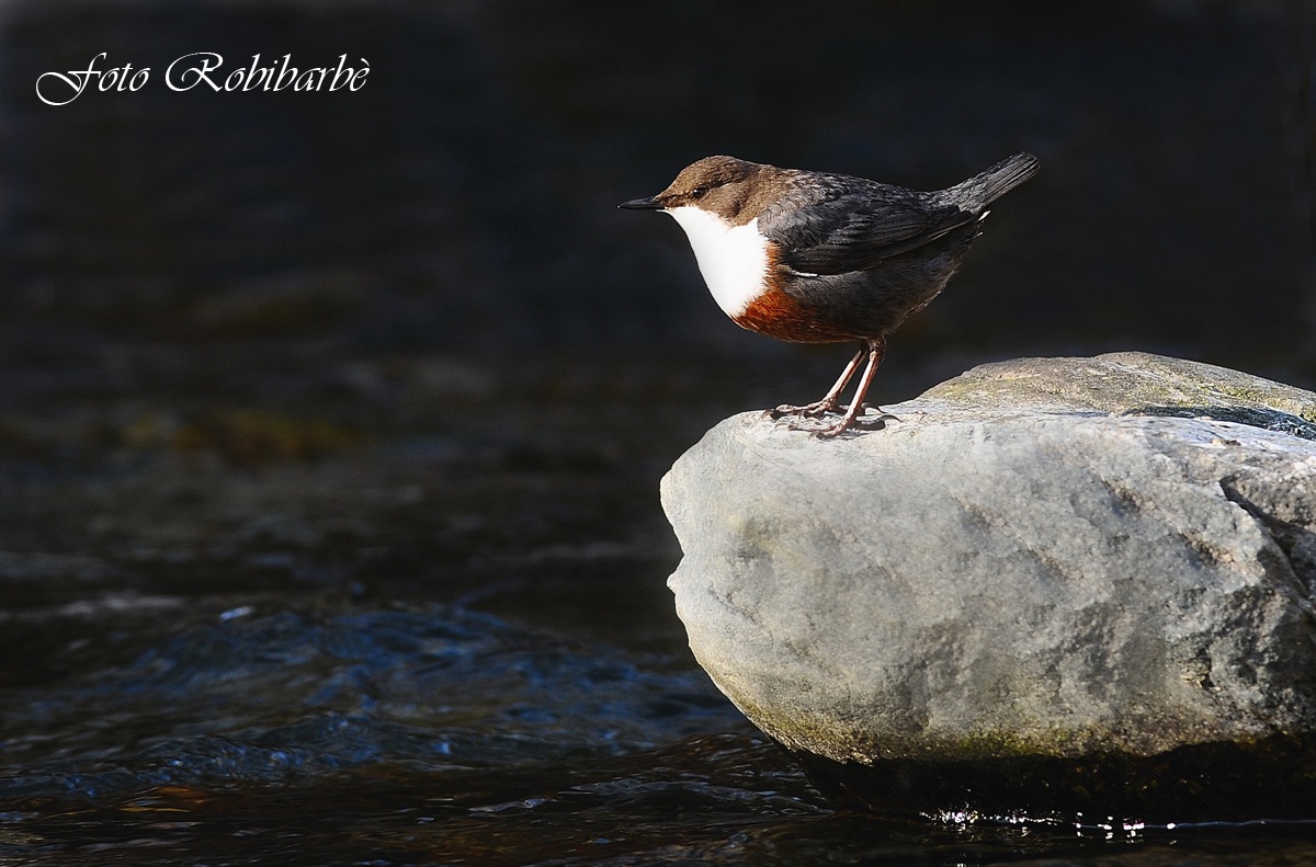 Merlo acquaiolo.........