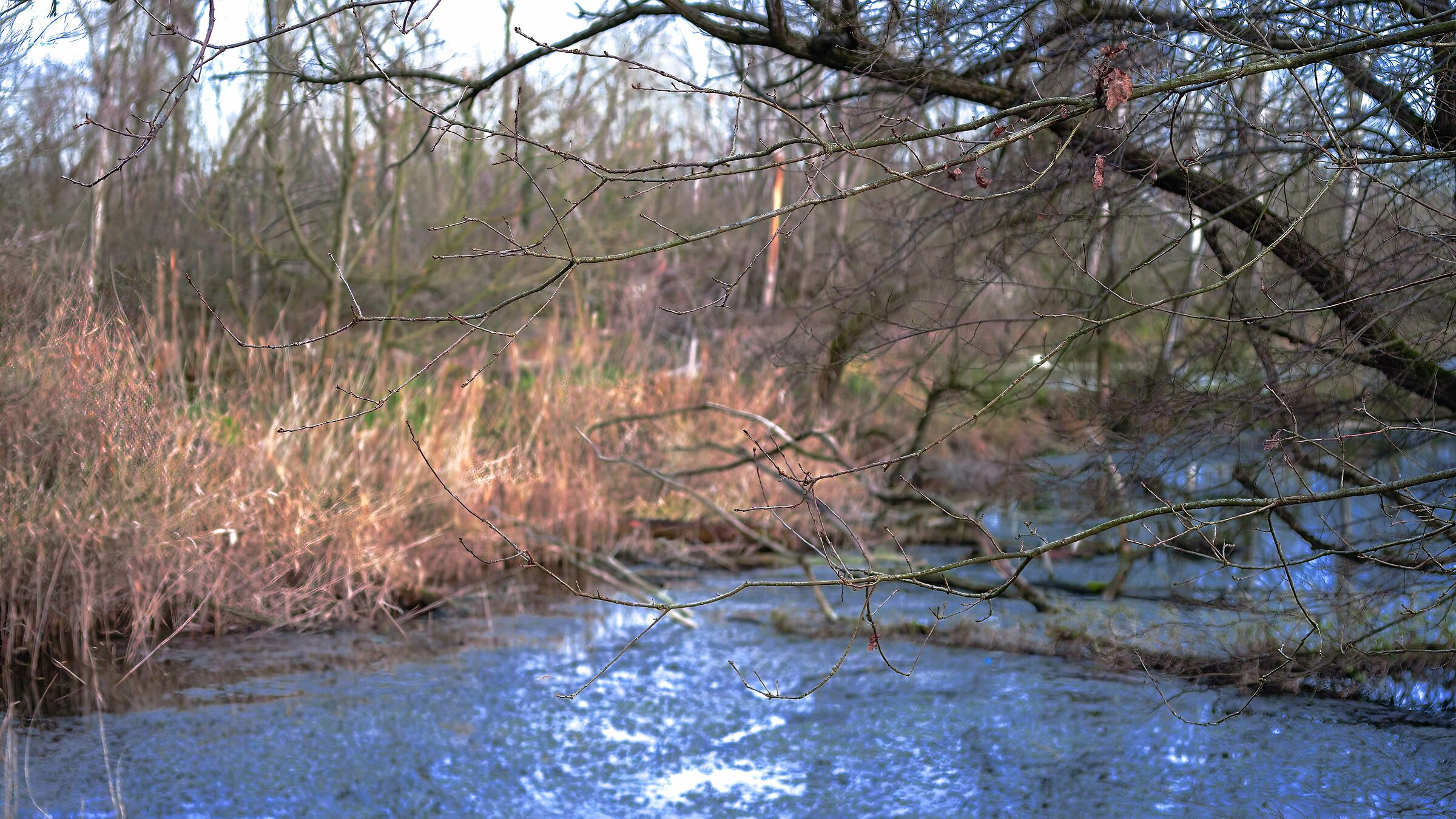 Il ramo delle streghe