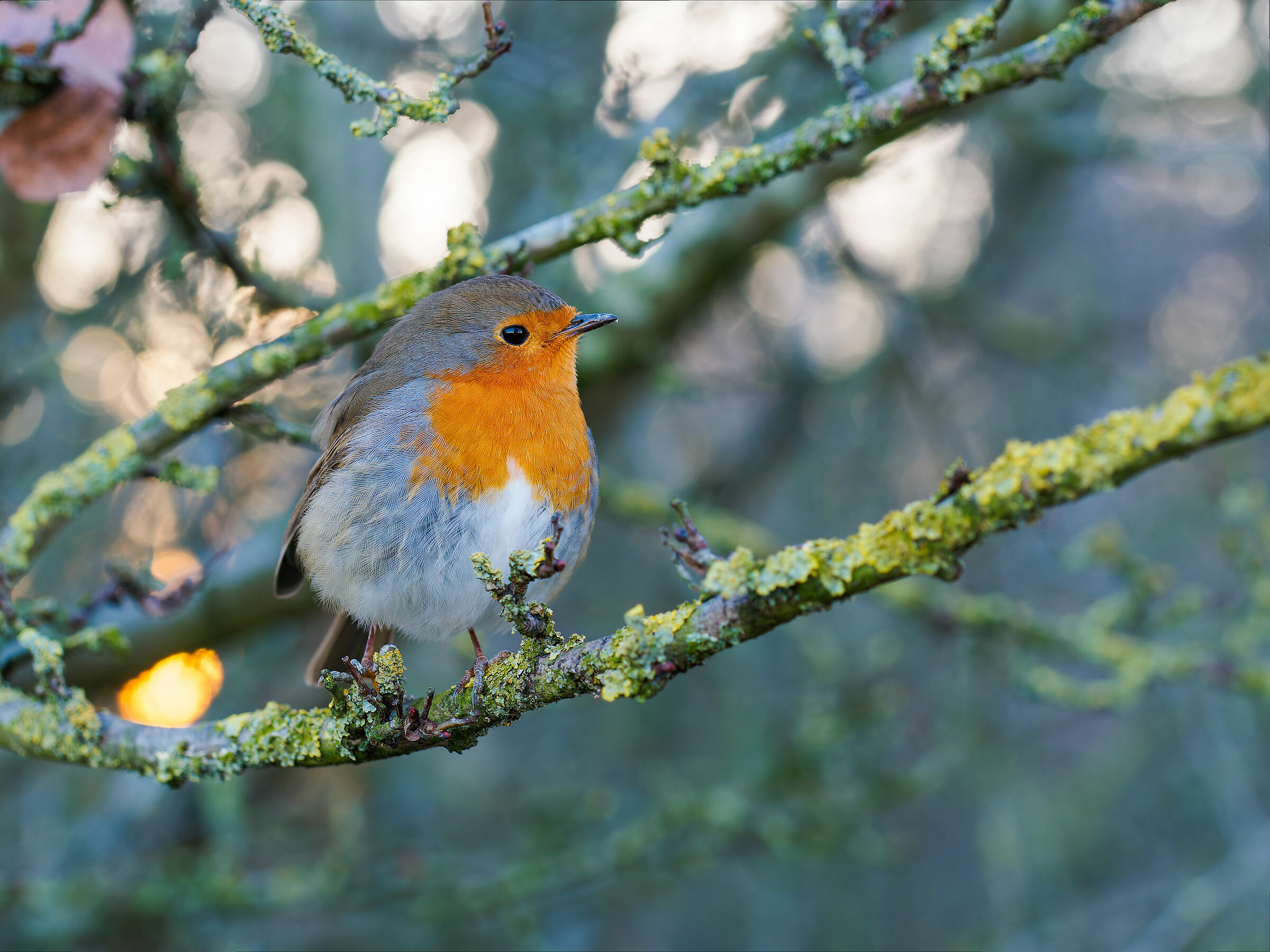 Robin