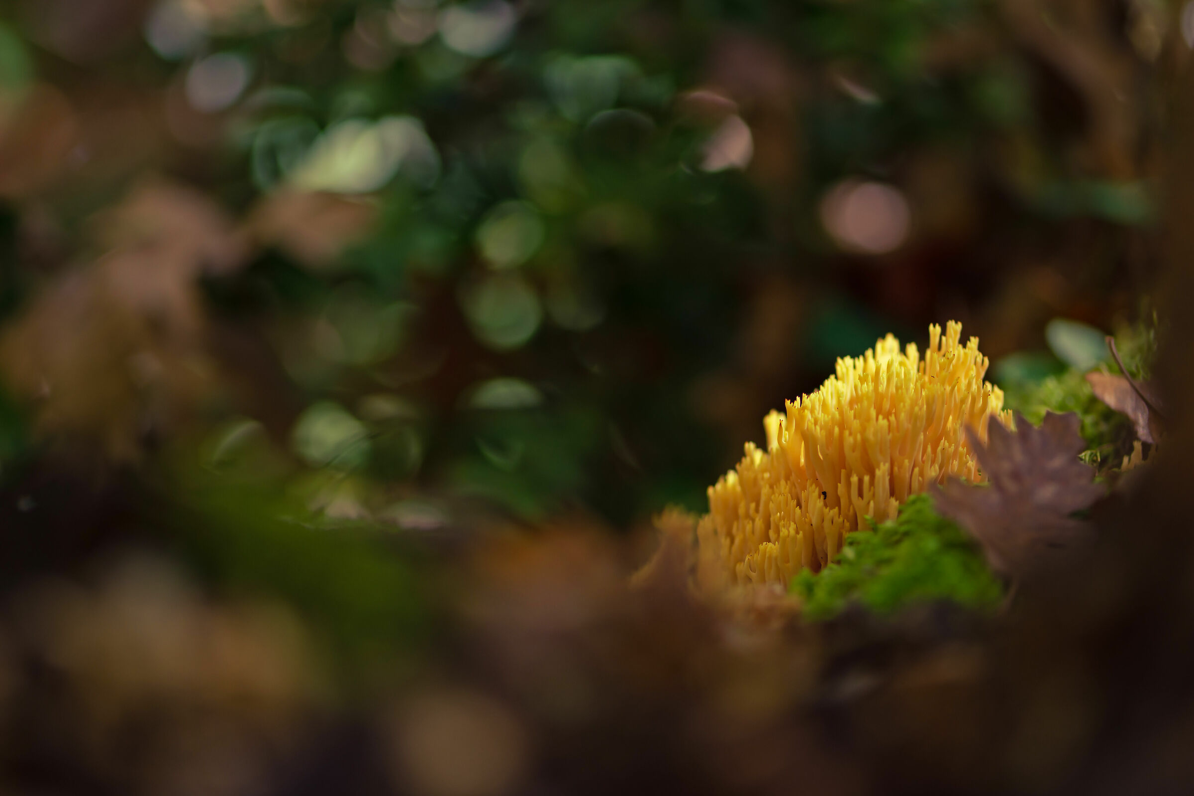 Ramaria