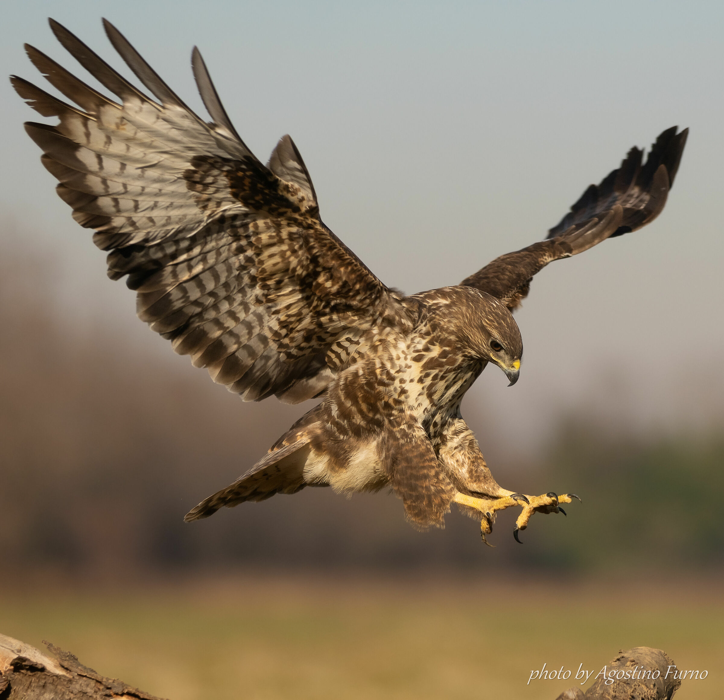 Buzzard on the way