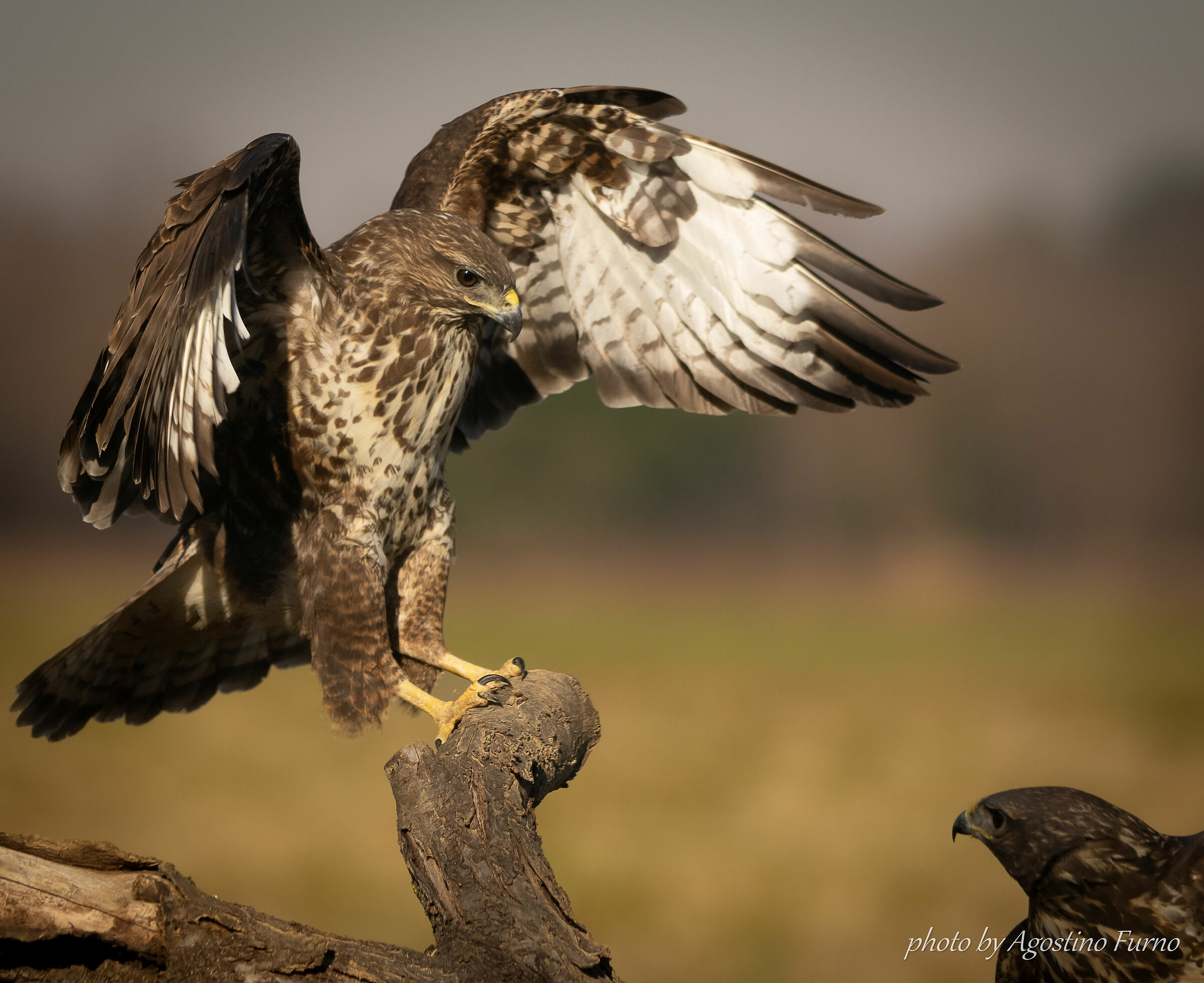 Buzzard and looks