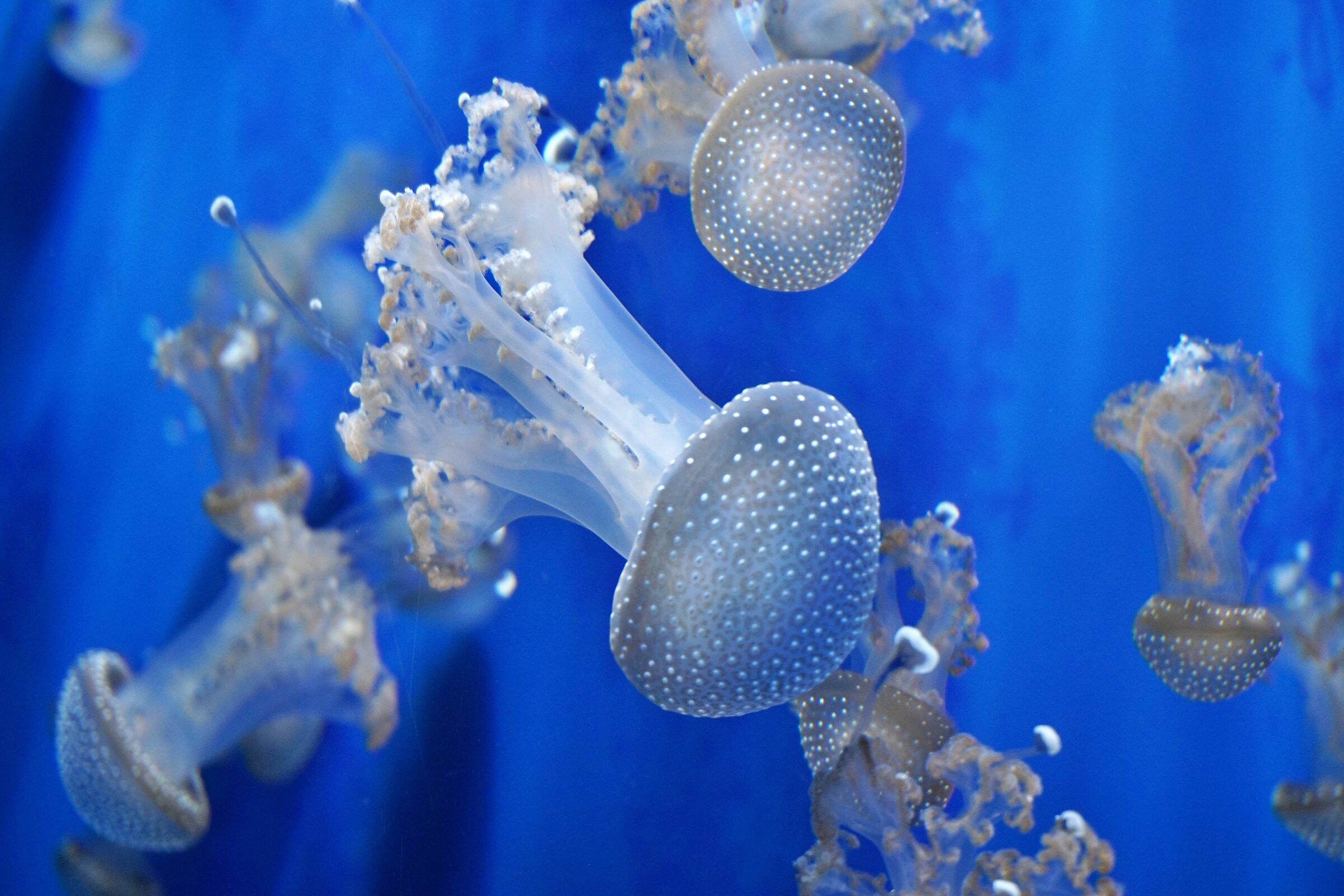 Jellyfish
