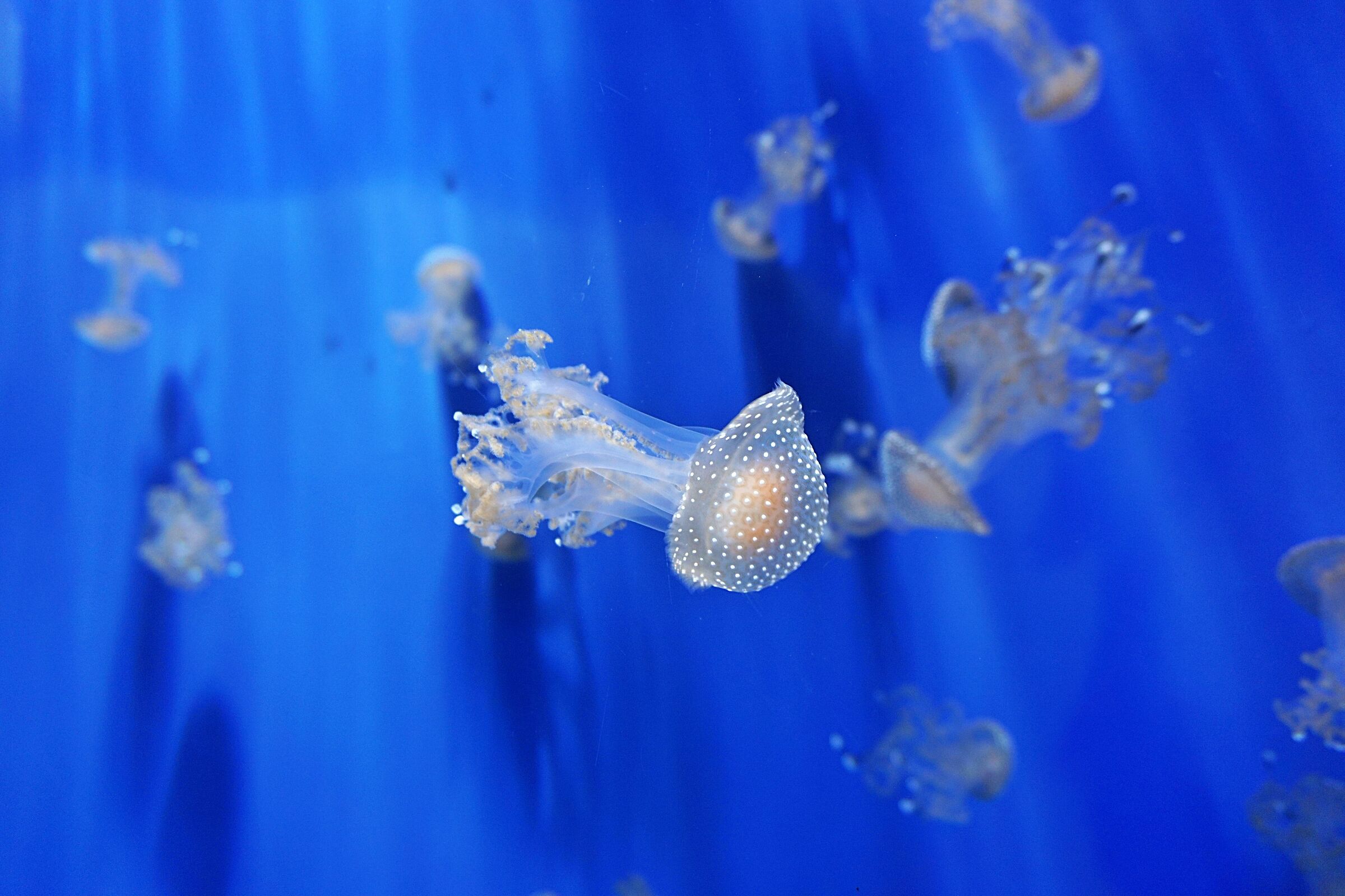 Jellyfish