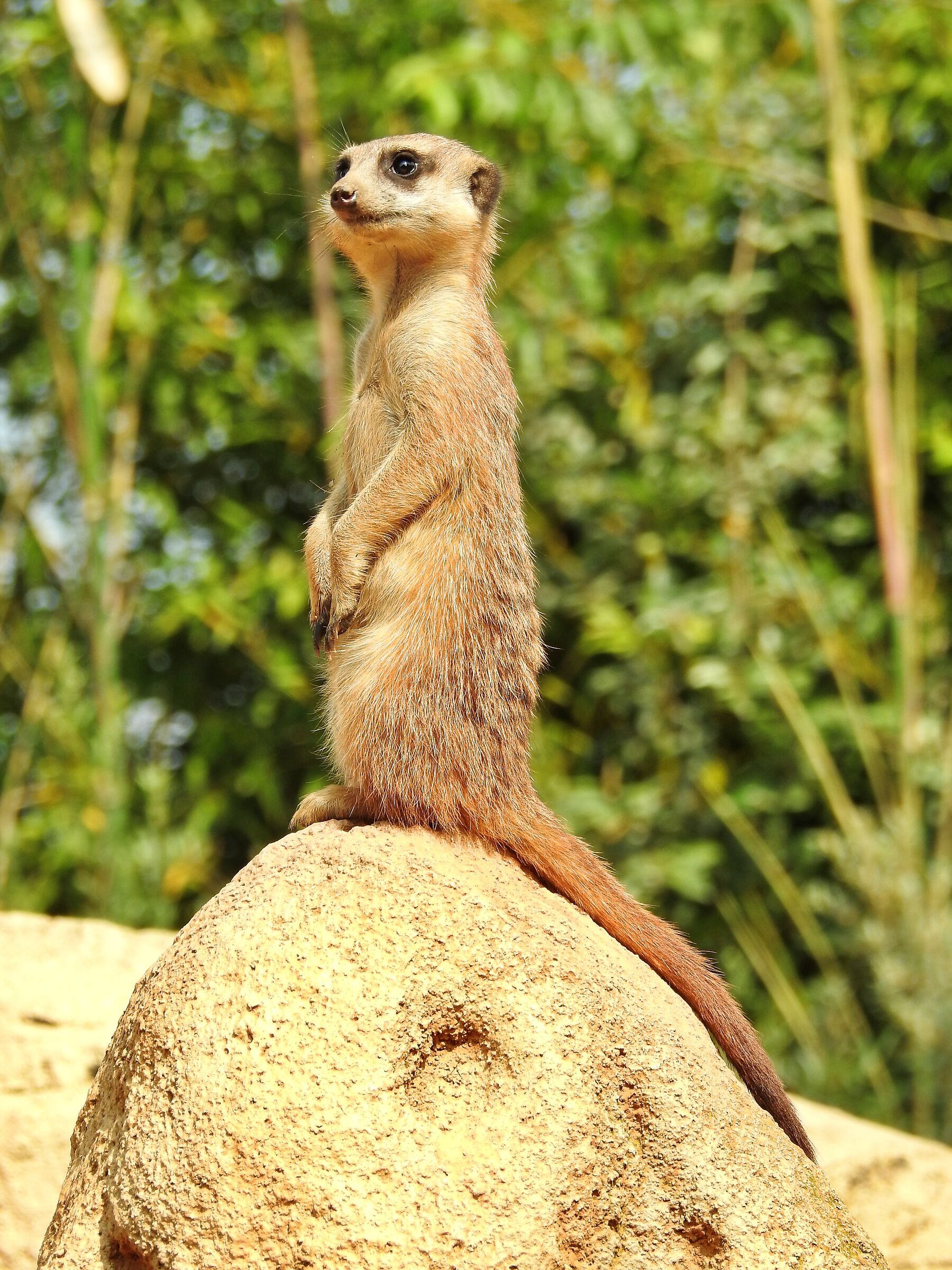 Suricata