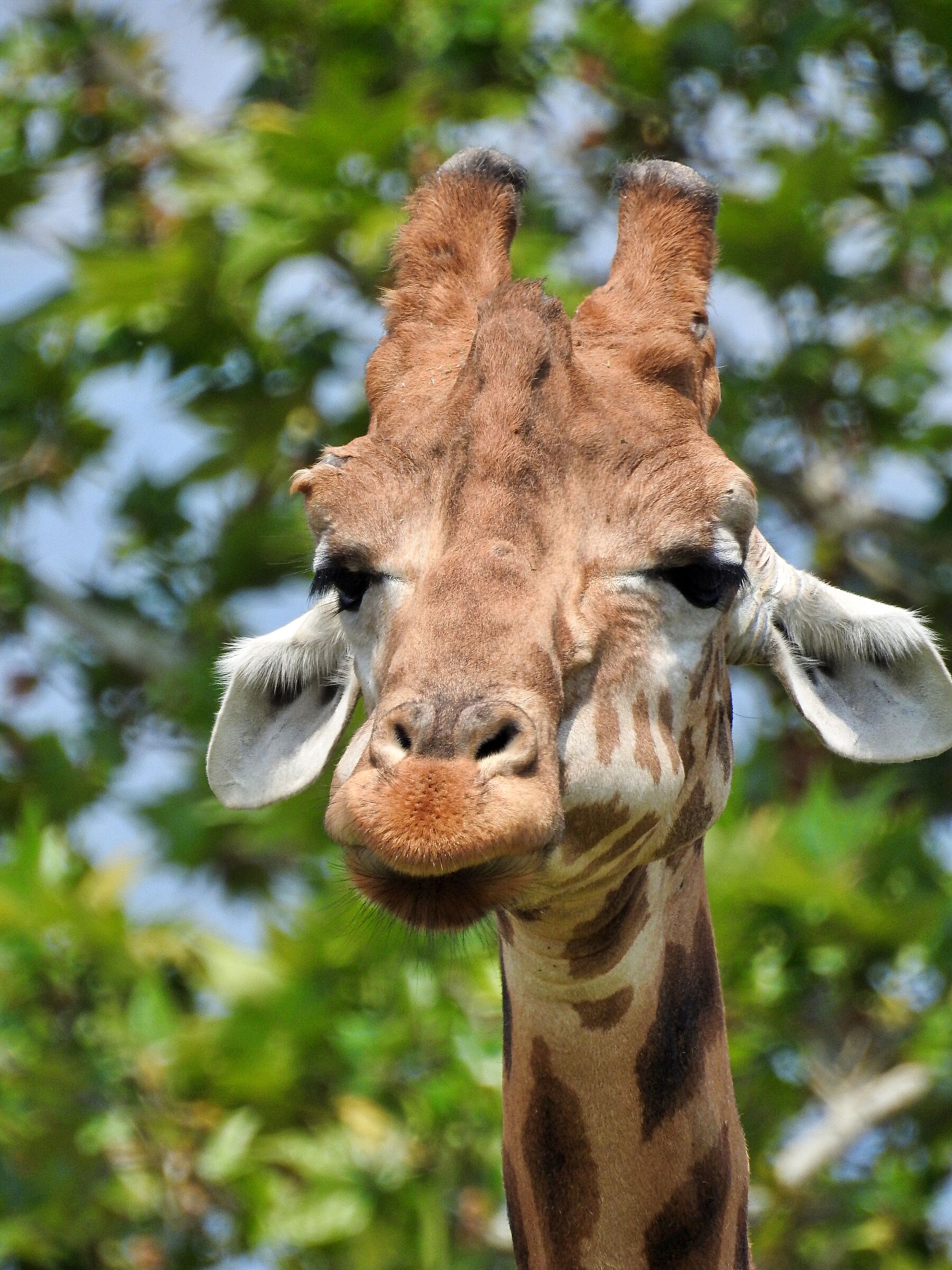 Giraffe