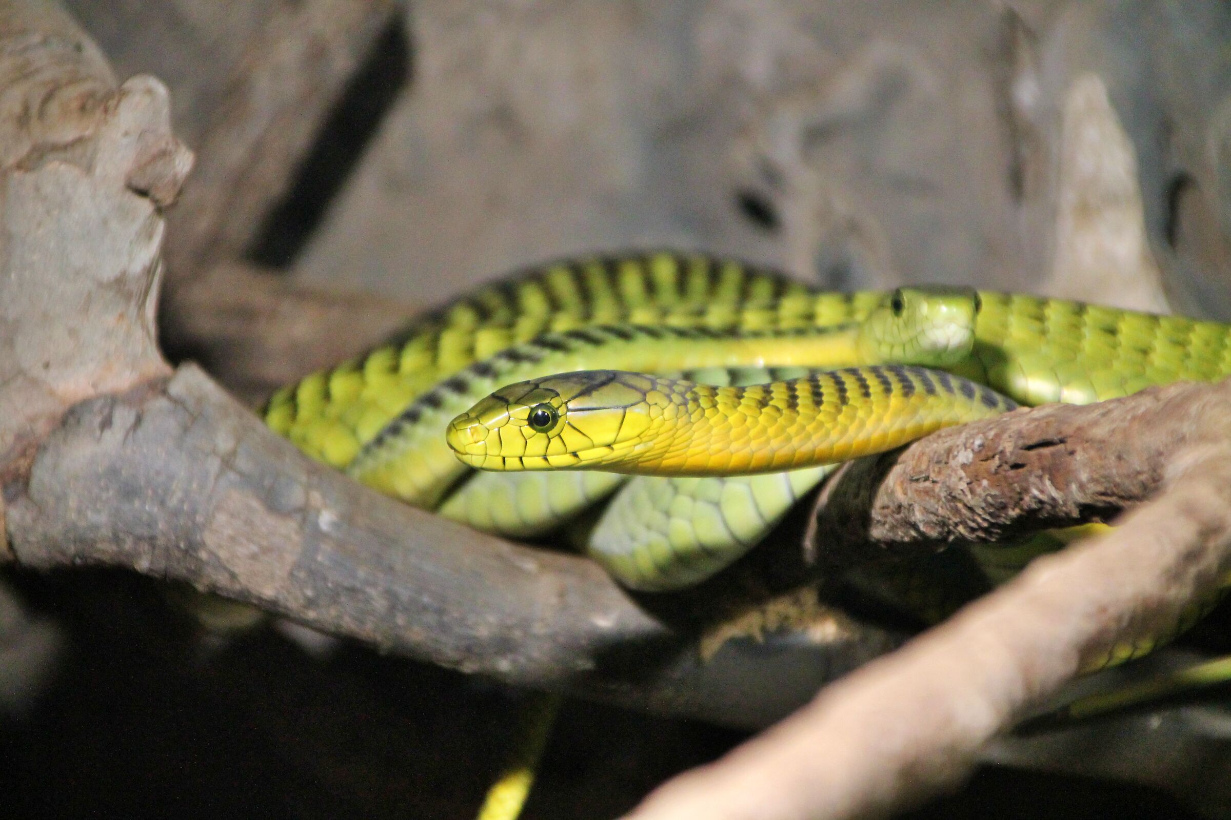 Snake