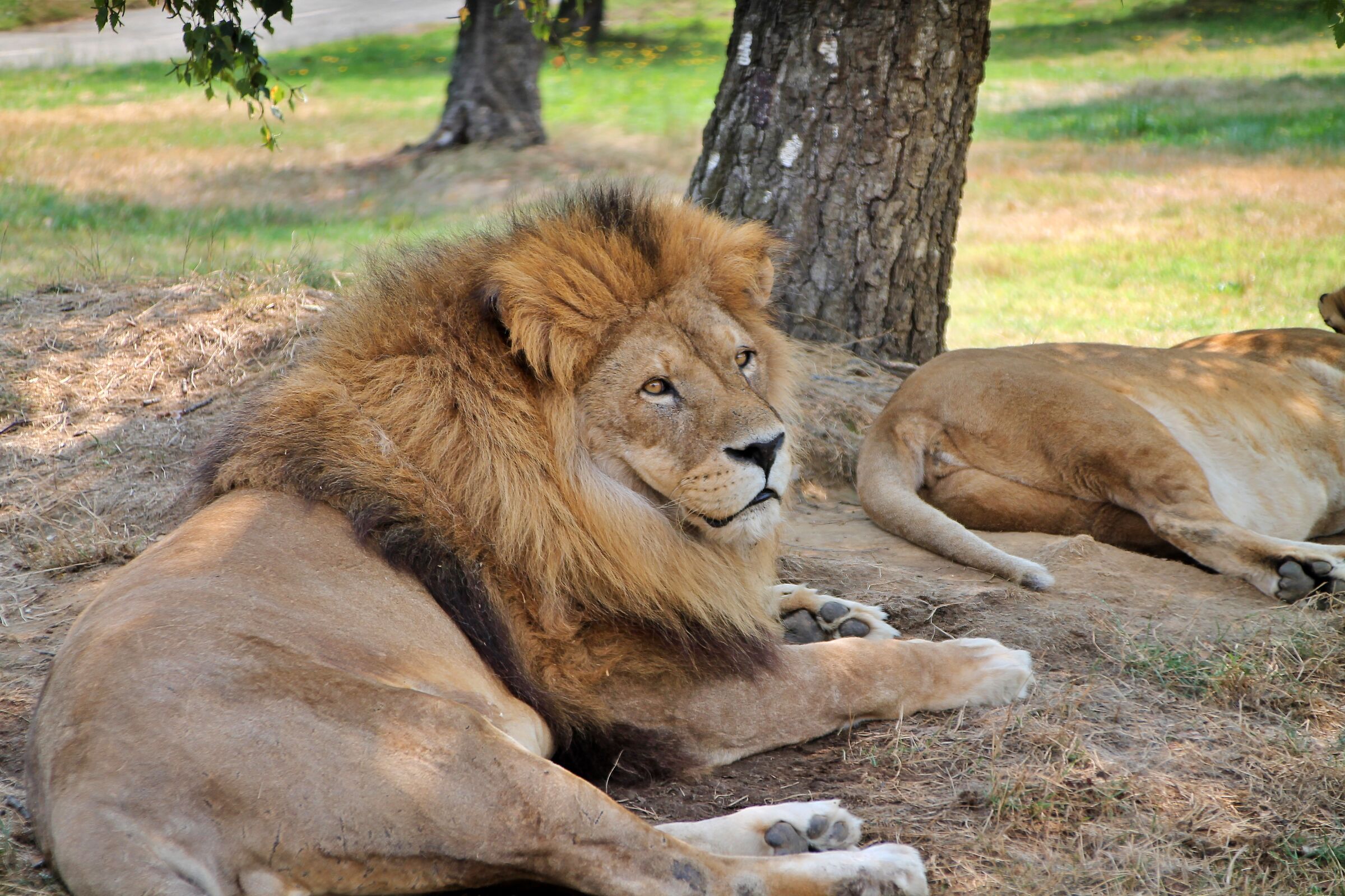 Lion