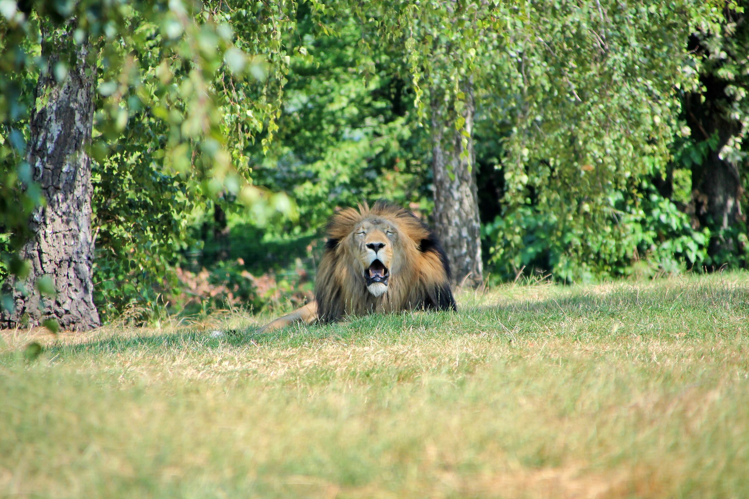 Lion