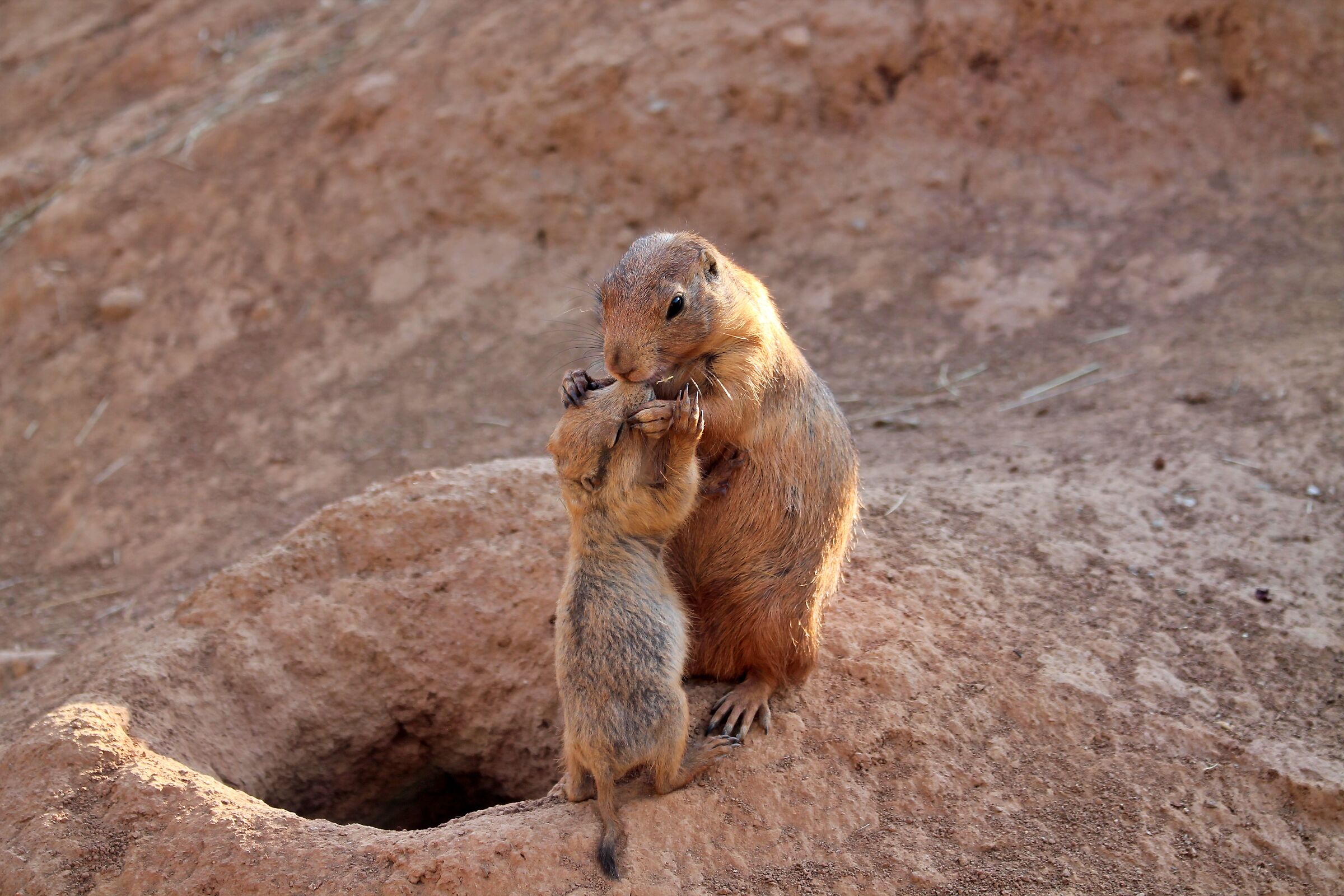 Prairie Dog