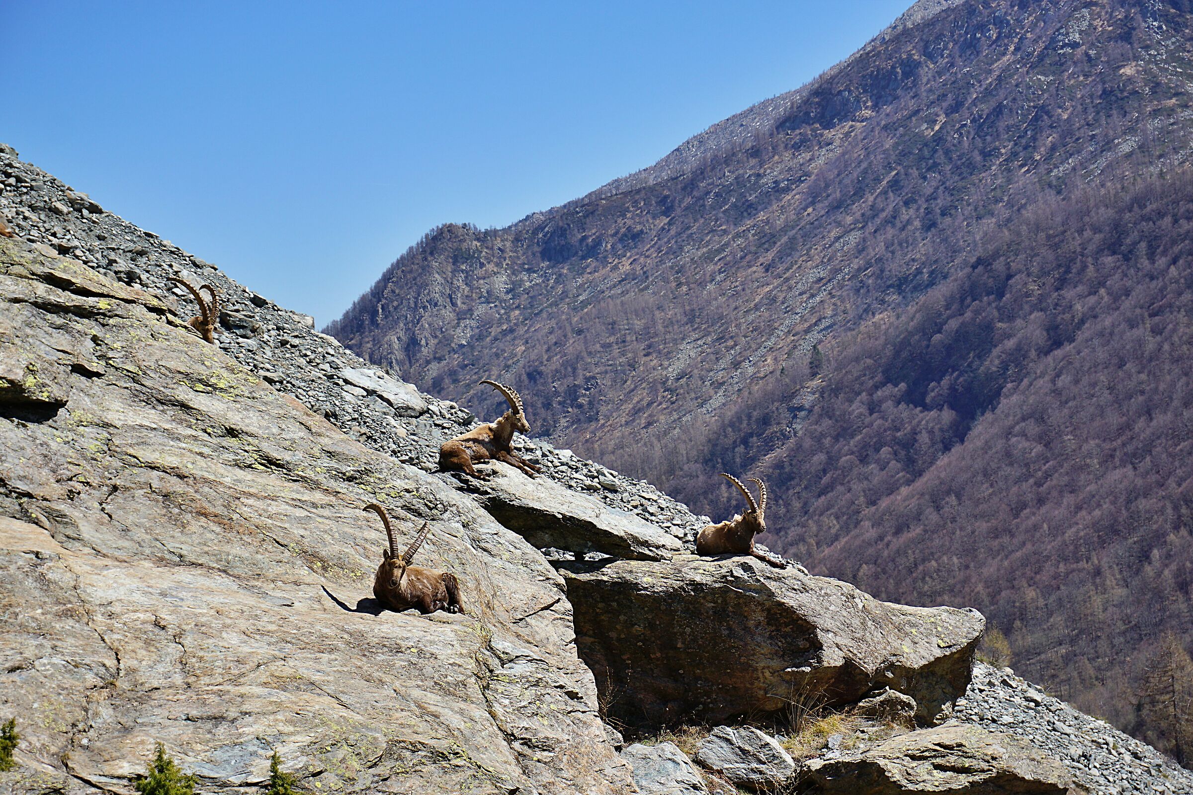 Ibex