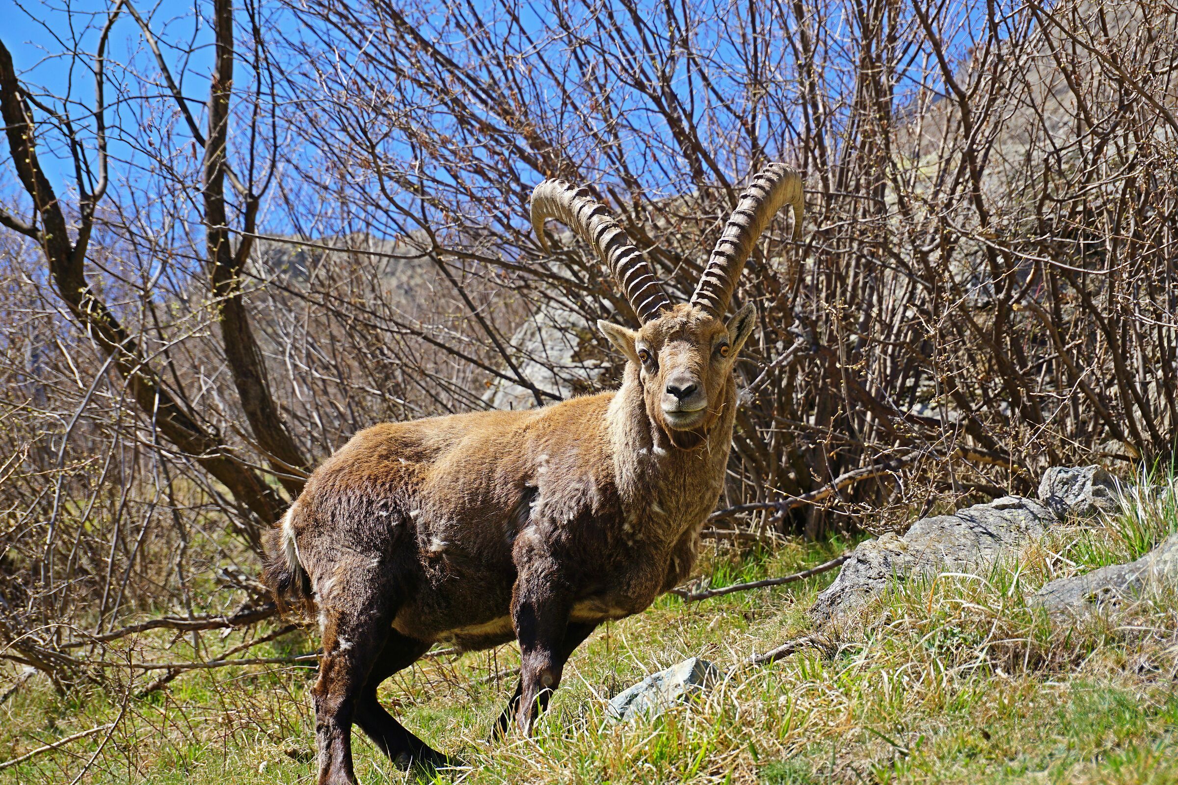 Ibex
