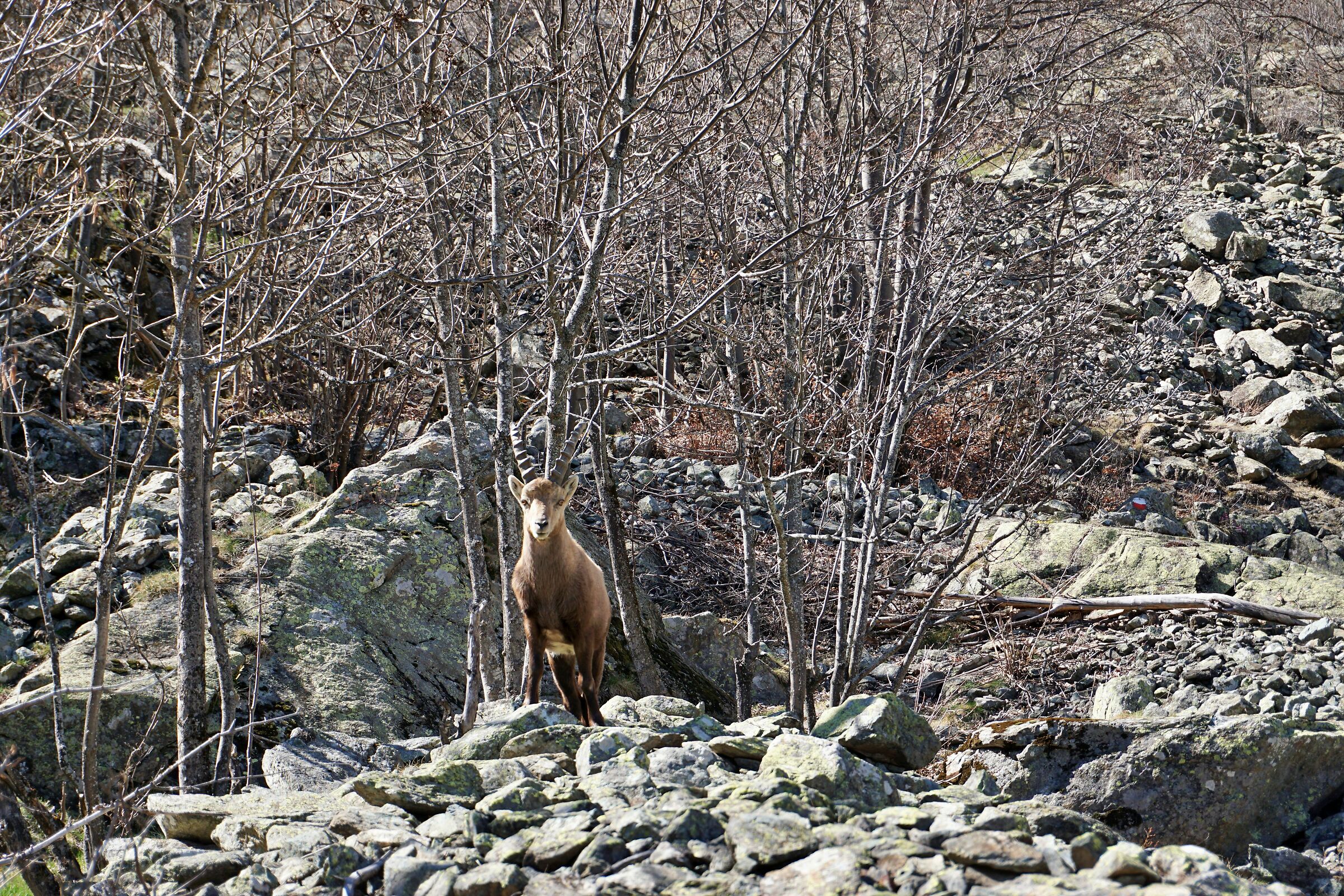 Ibex