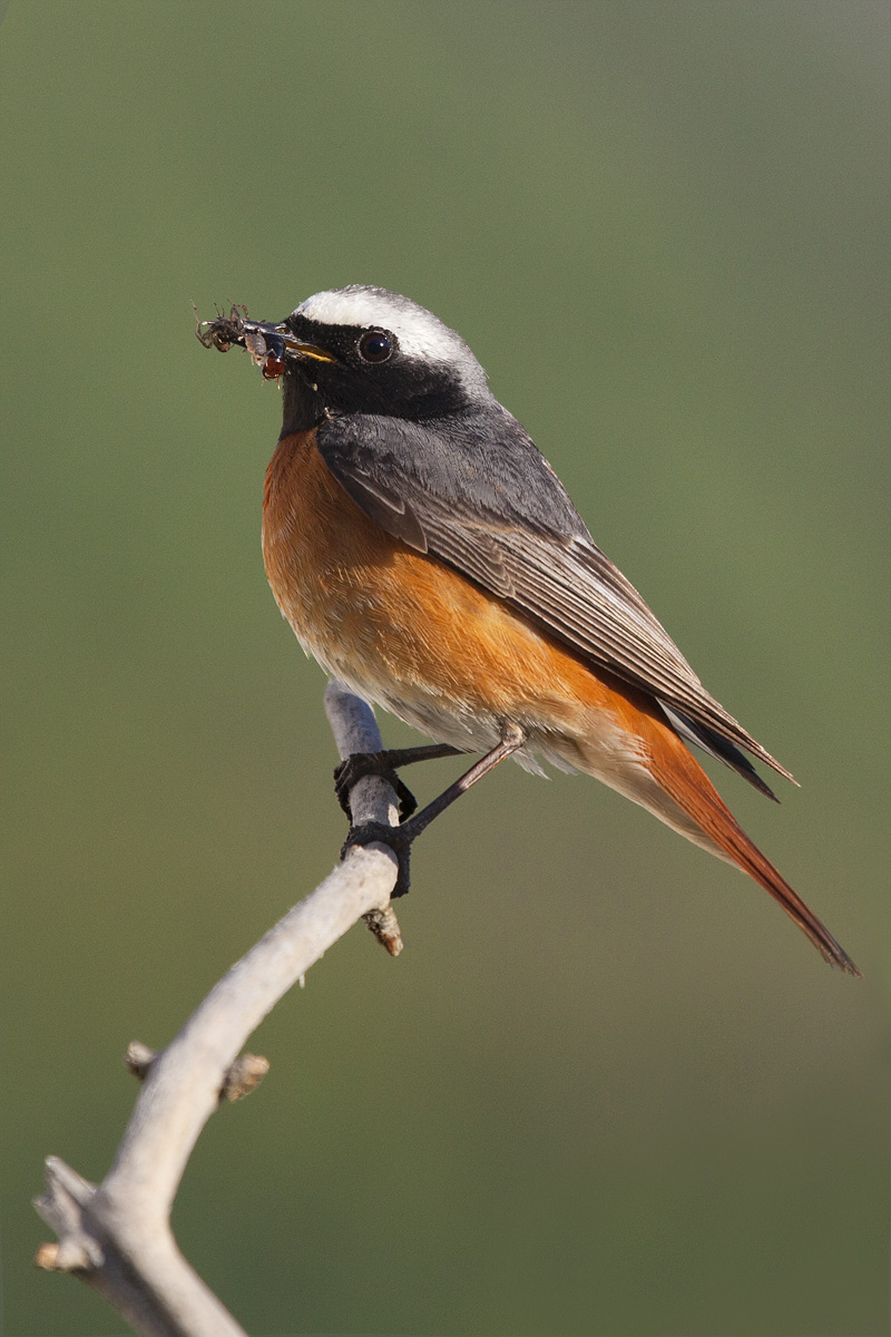 codirosso con imbeccata
