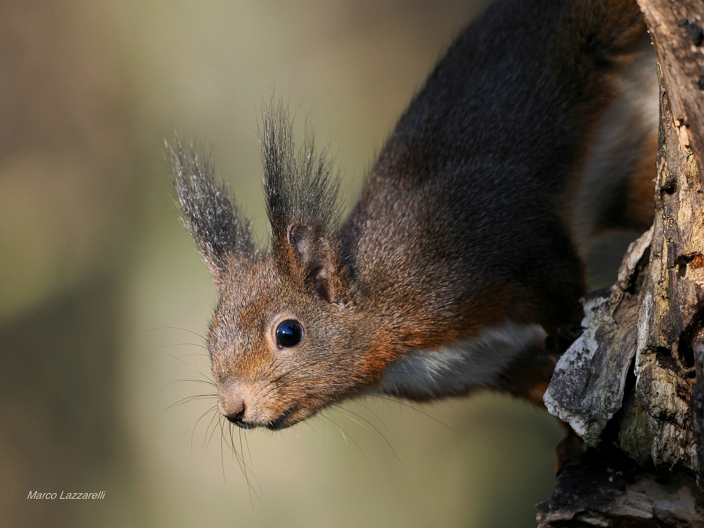 andar leggeri per boschi