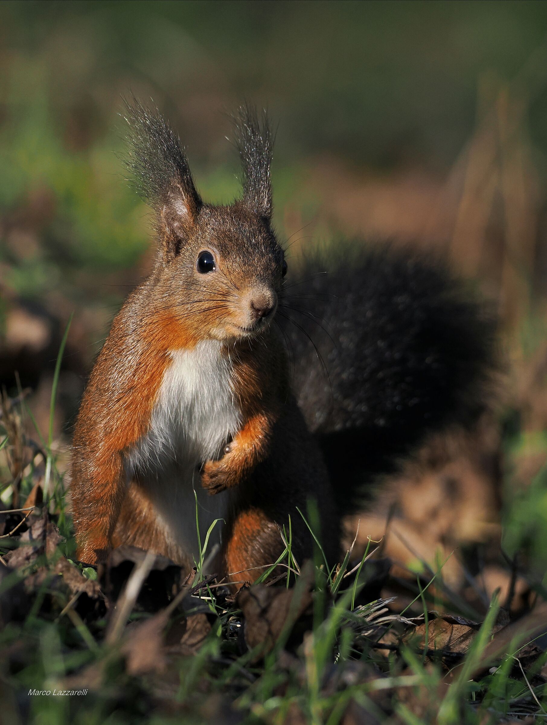 andar leggeri per boschi