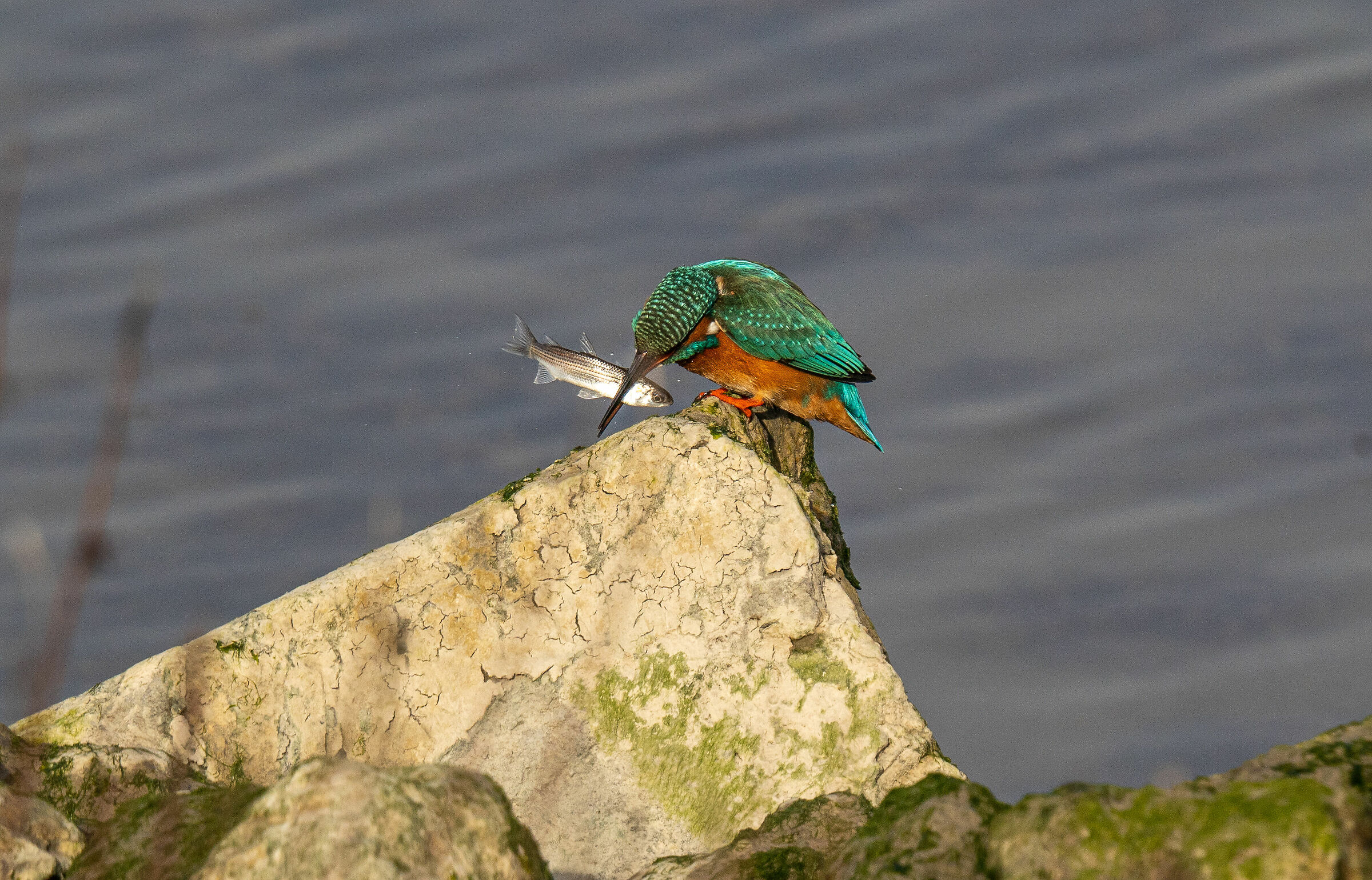 Kingfisher with minnows