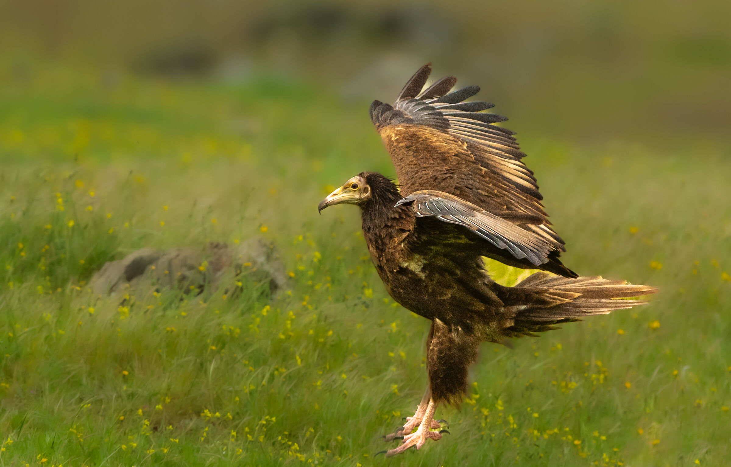White scavenger vulture