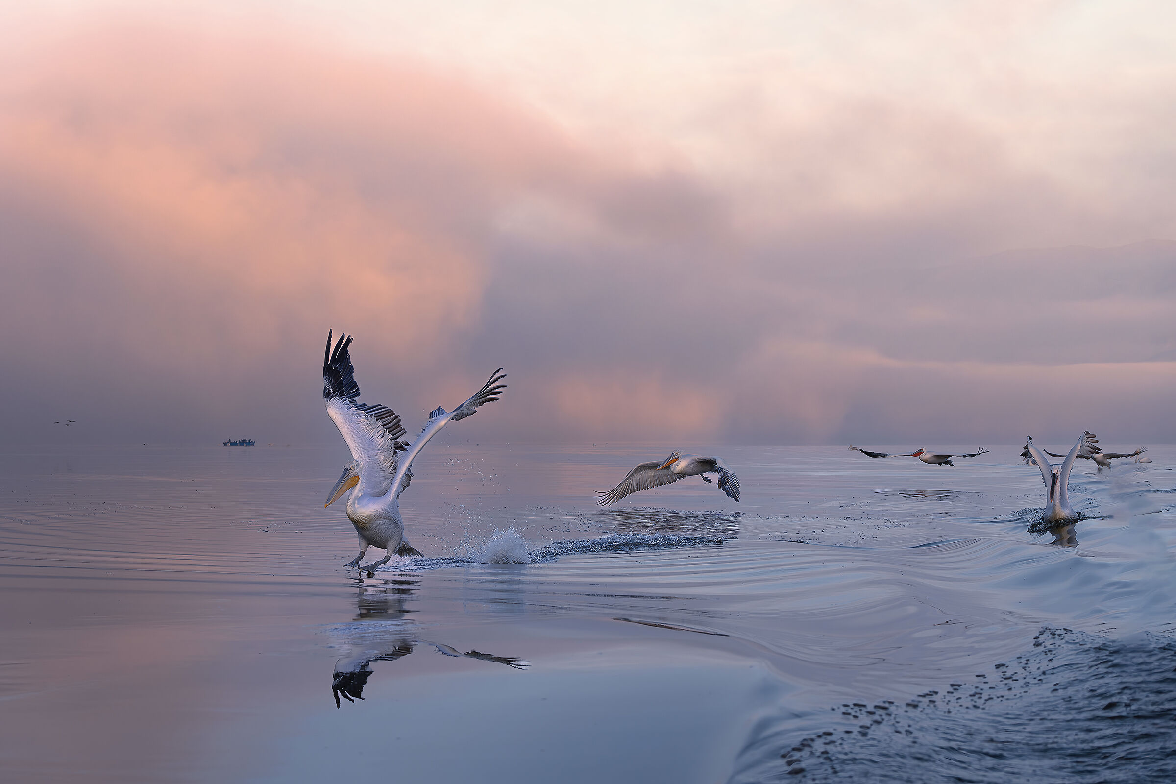 Pellicani ricci o dalmata