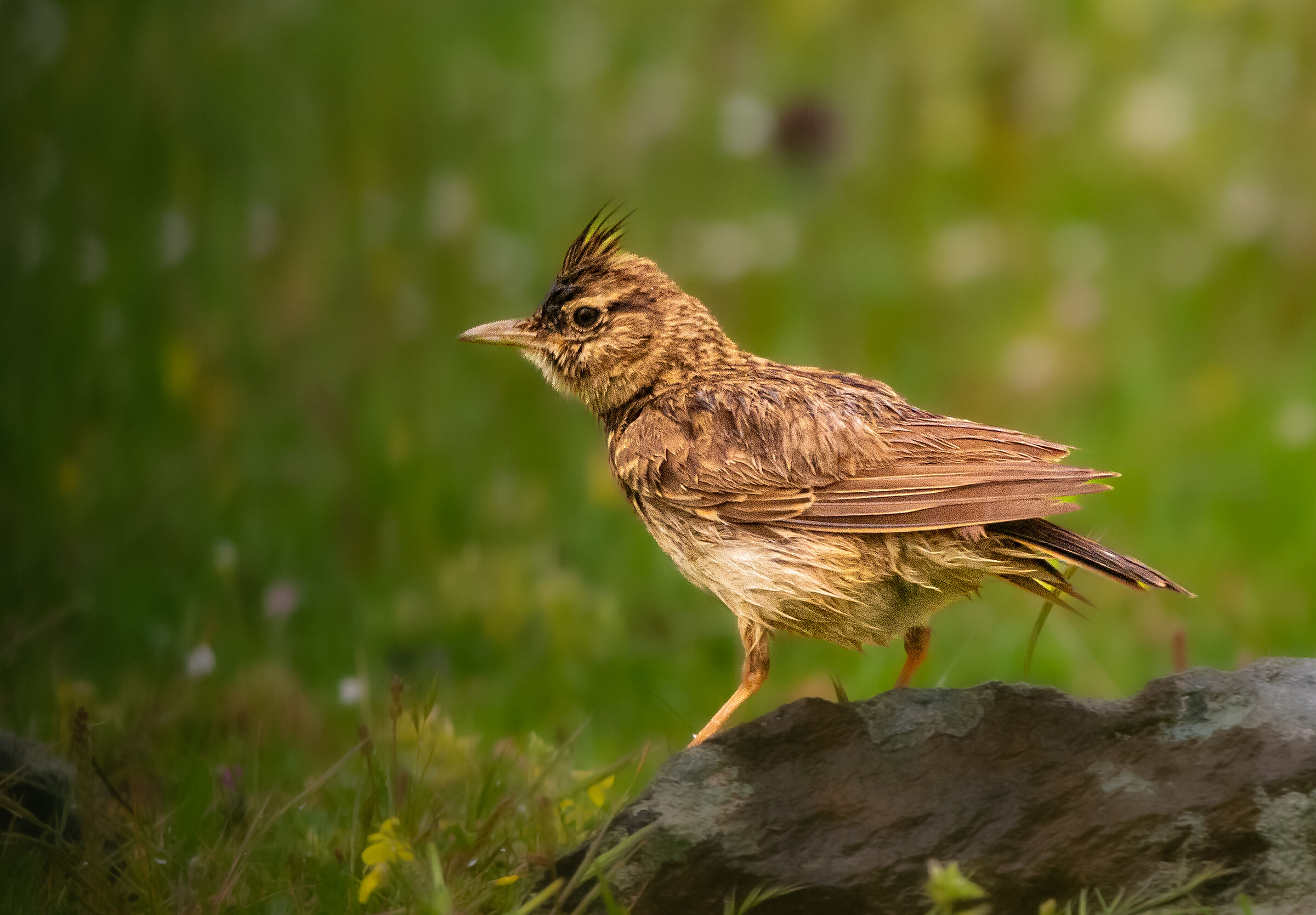 Cappellaccia sotto la pioggia