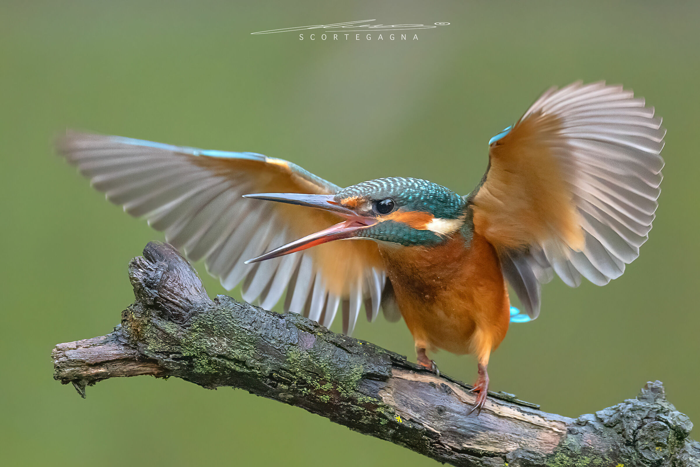 Kingfisher