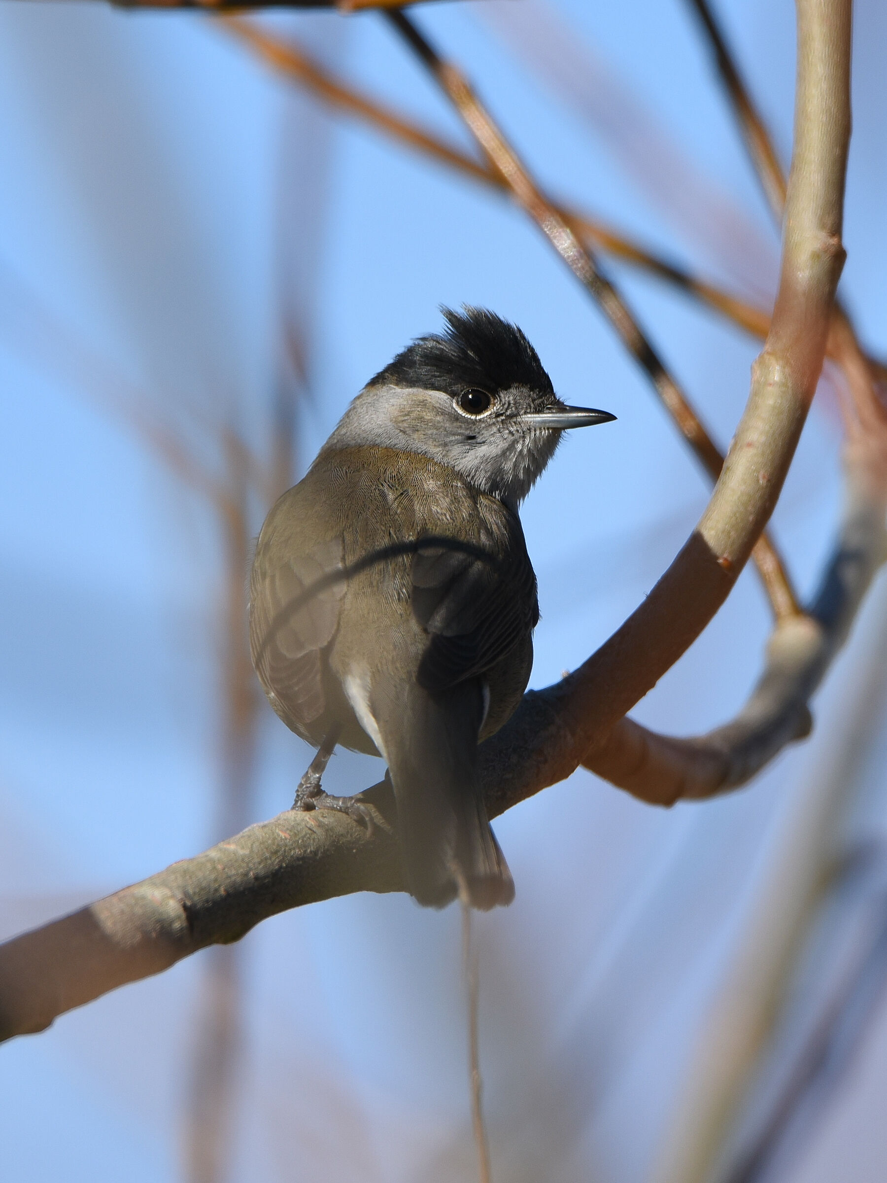 Blackcap