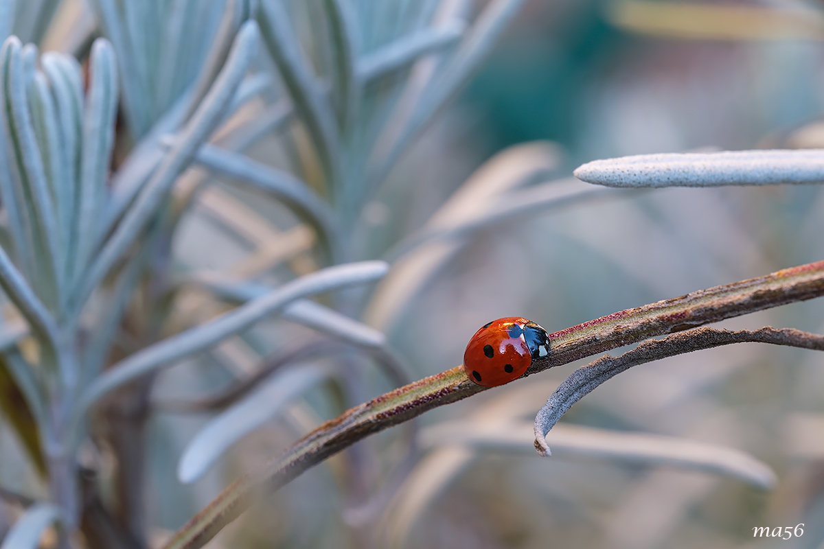 coccinella
