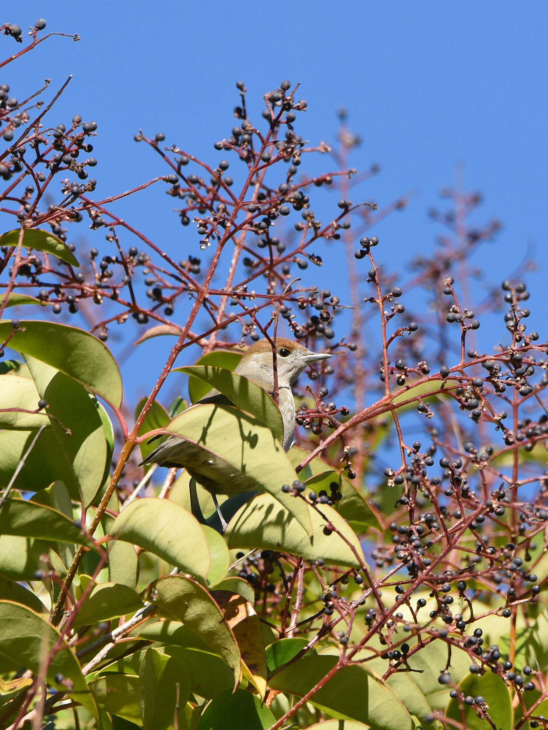 Female Blackcap