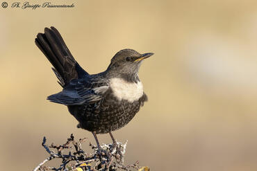 Turdus torquatus
