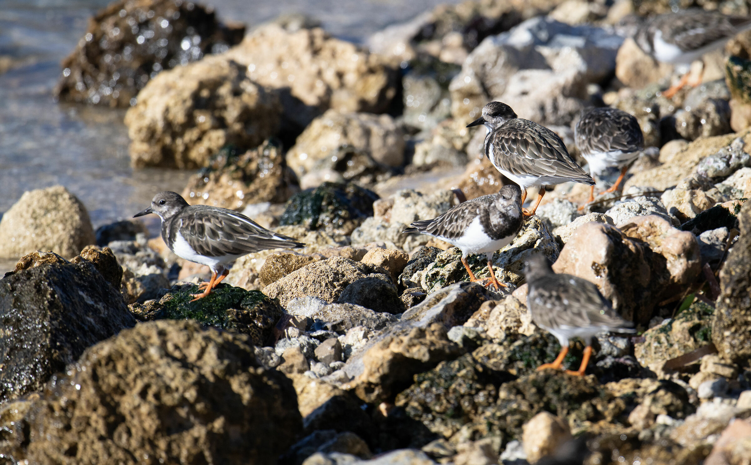 Cosa cercano sotto le pietre