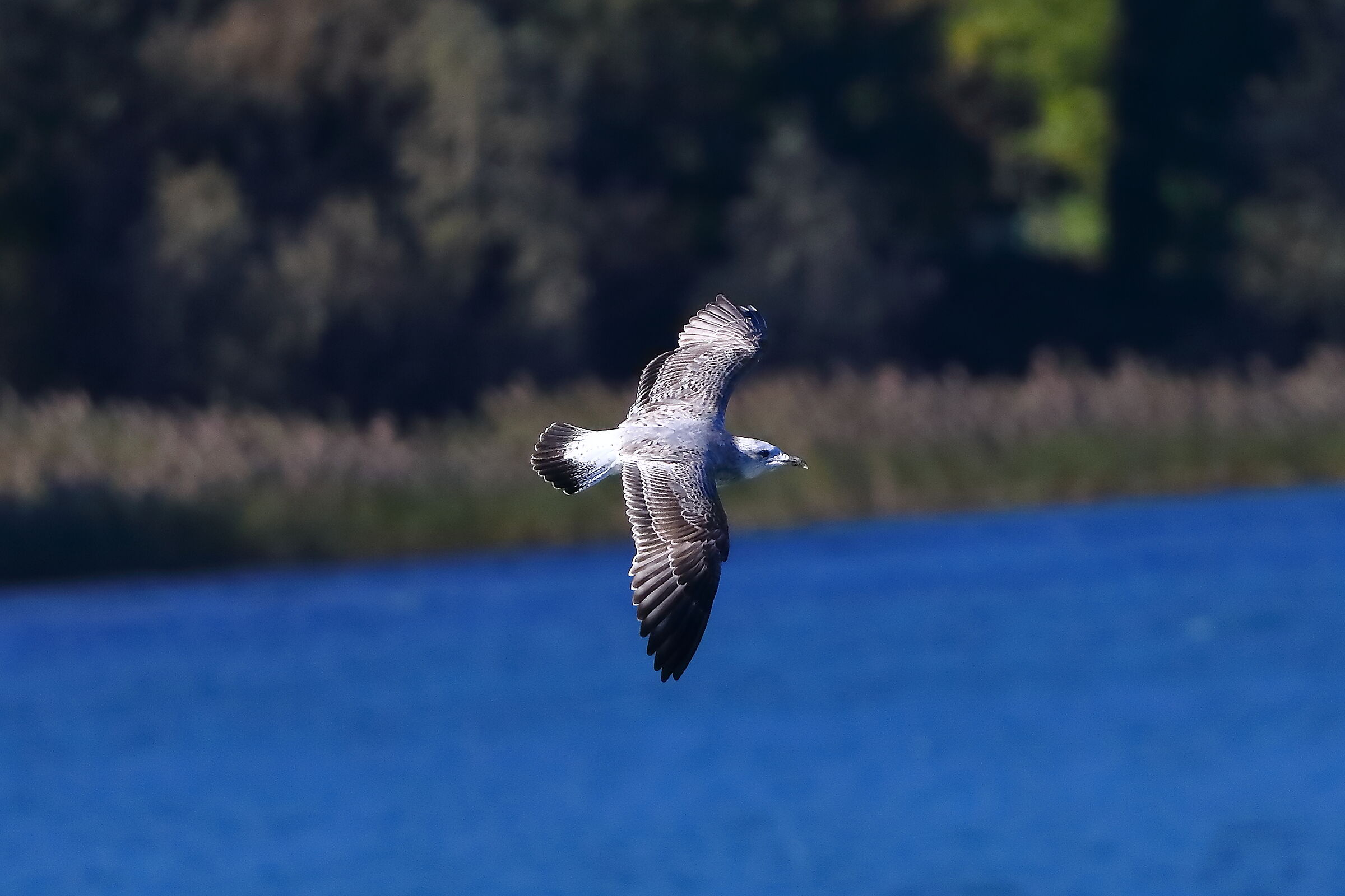 Seagull R 11-11-2023