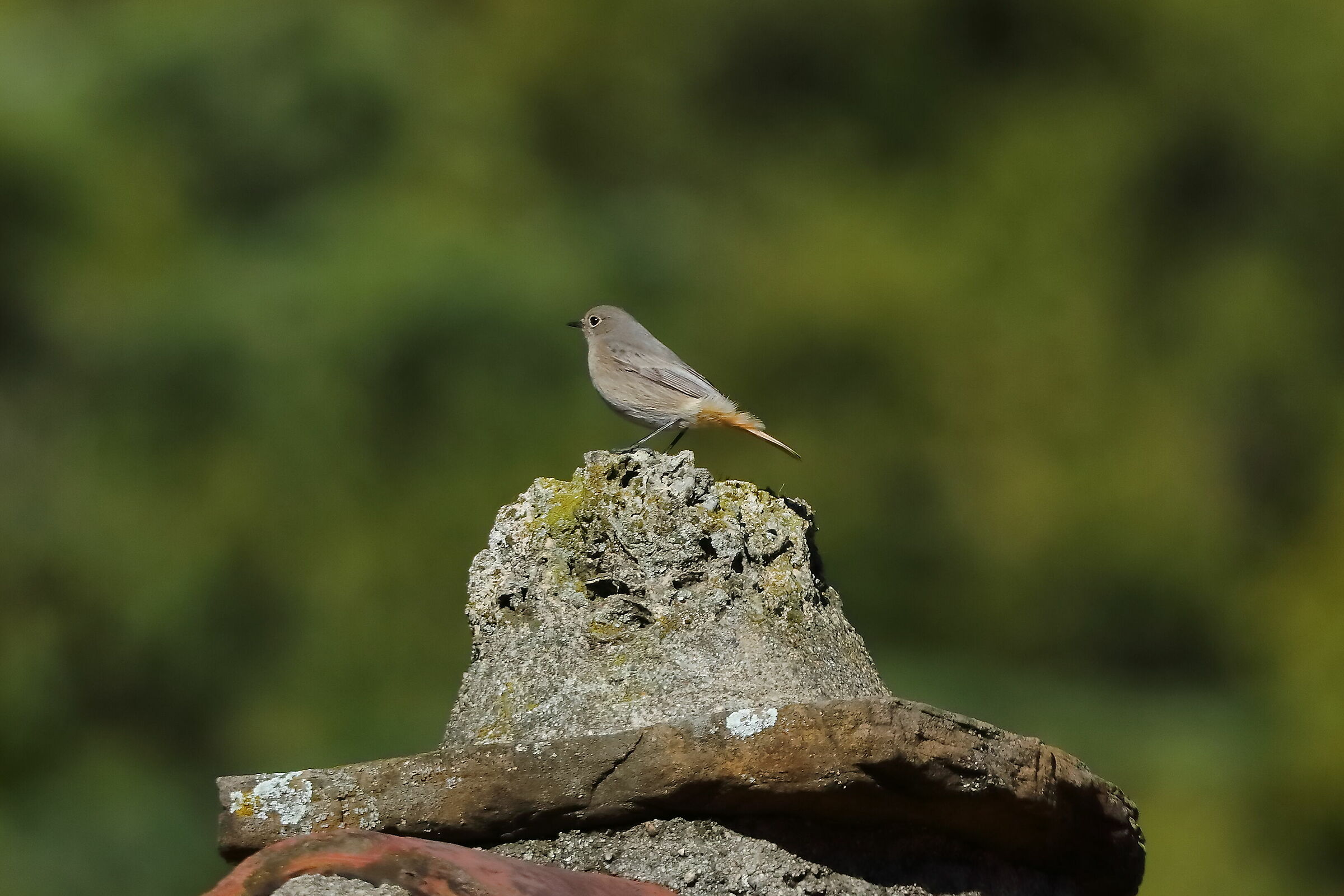 Redstart F 11-11-2023