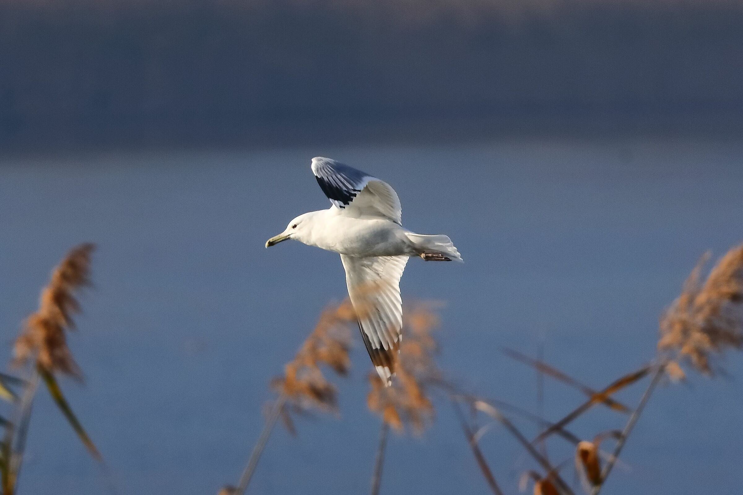 Seagull T 09-12-2023