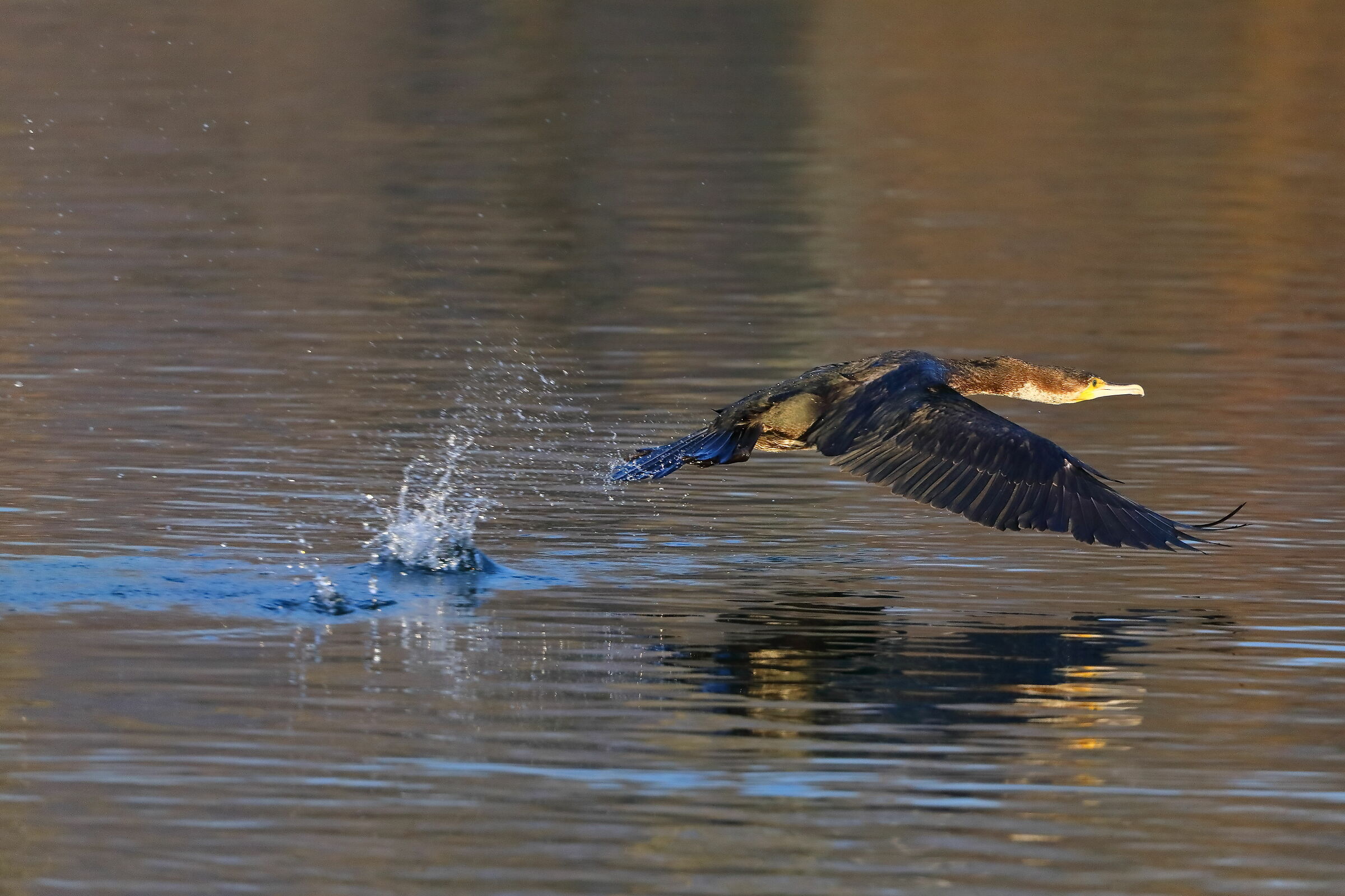 Cormorant 16 January 2024 - 0056