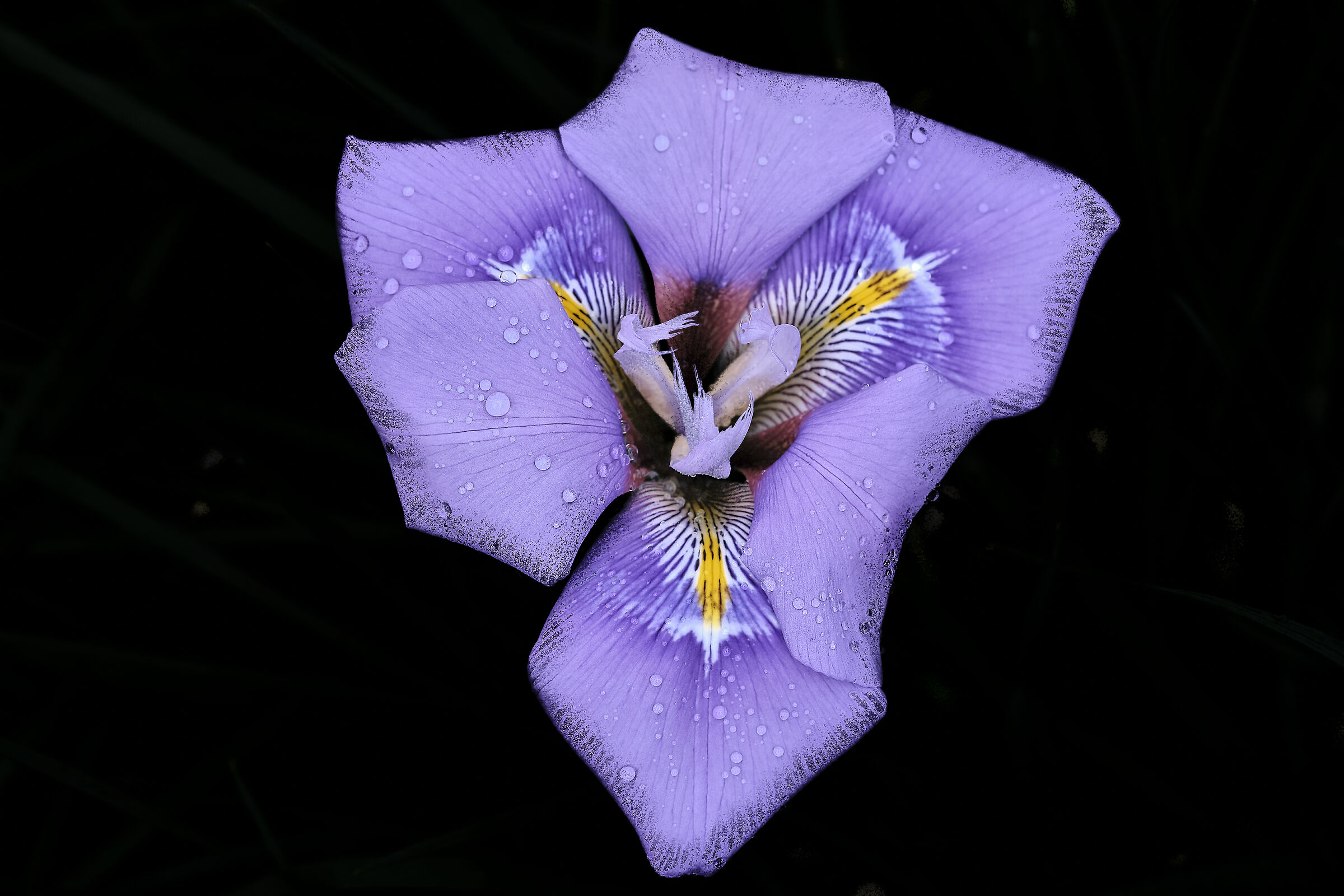 Iris