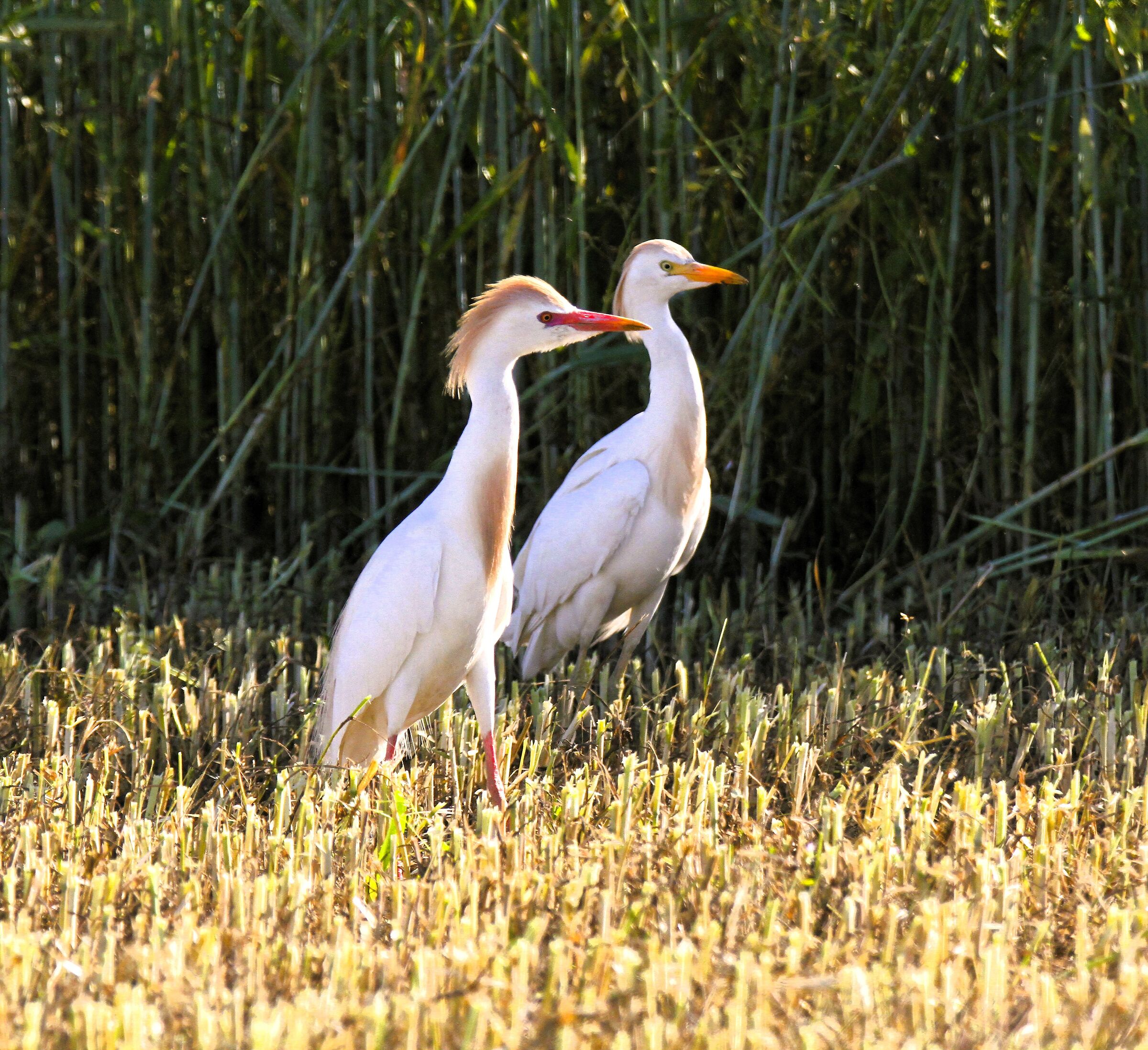 cacciatori di insetti