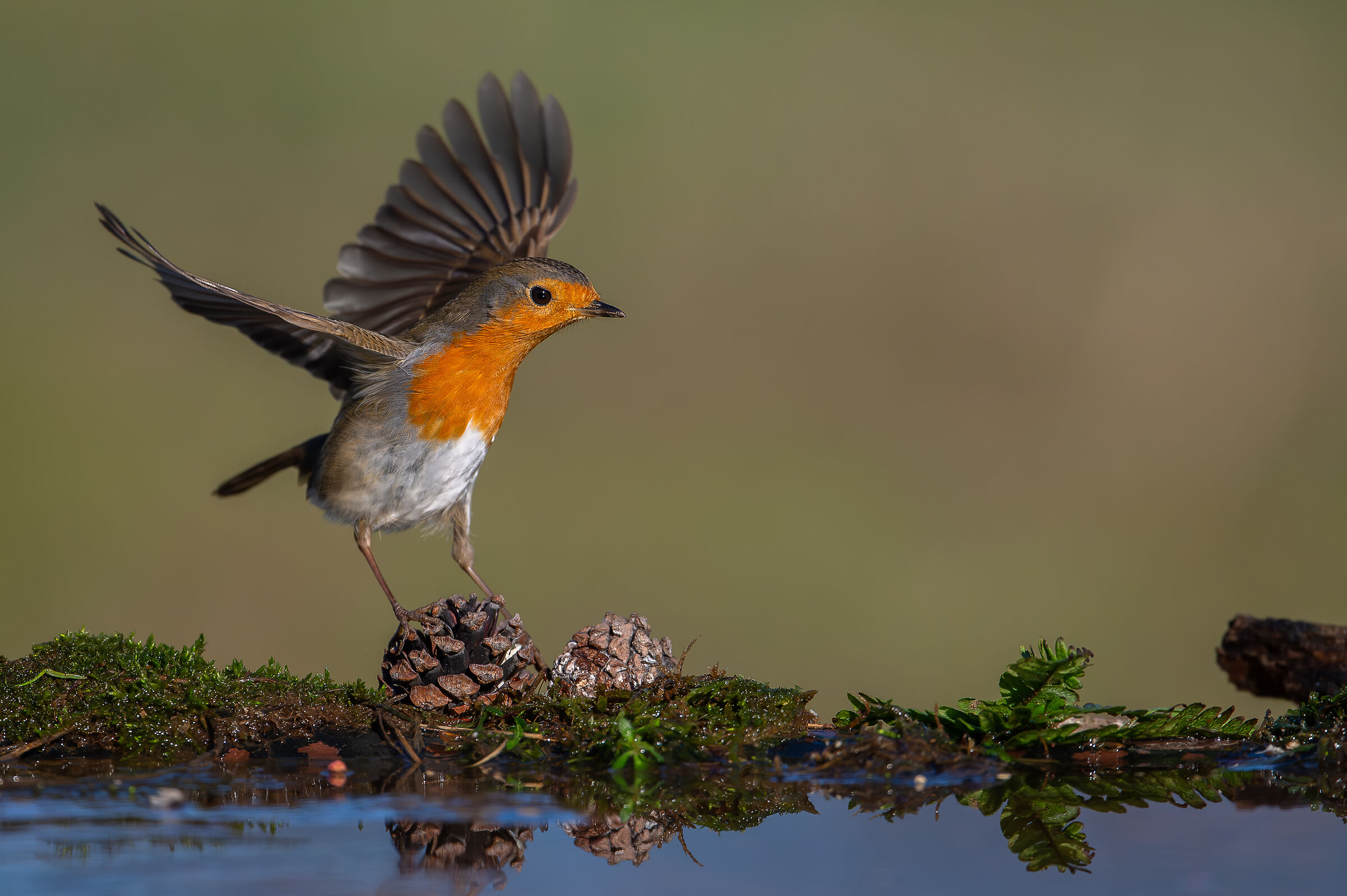 Pettirosso #capannocora