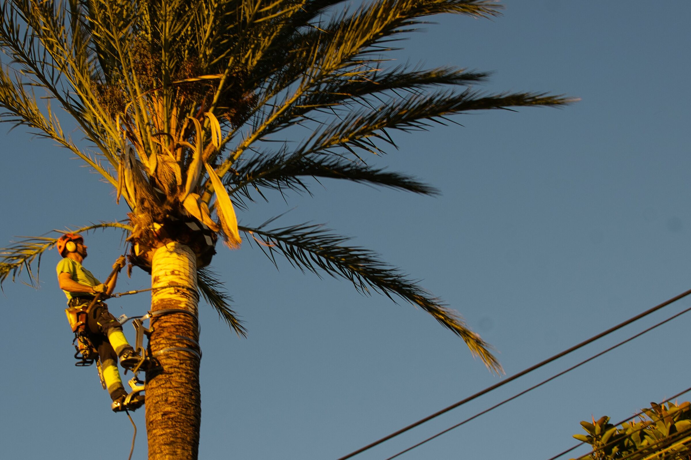 Manutenzione degli alberi a Torreblanca -Spagna