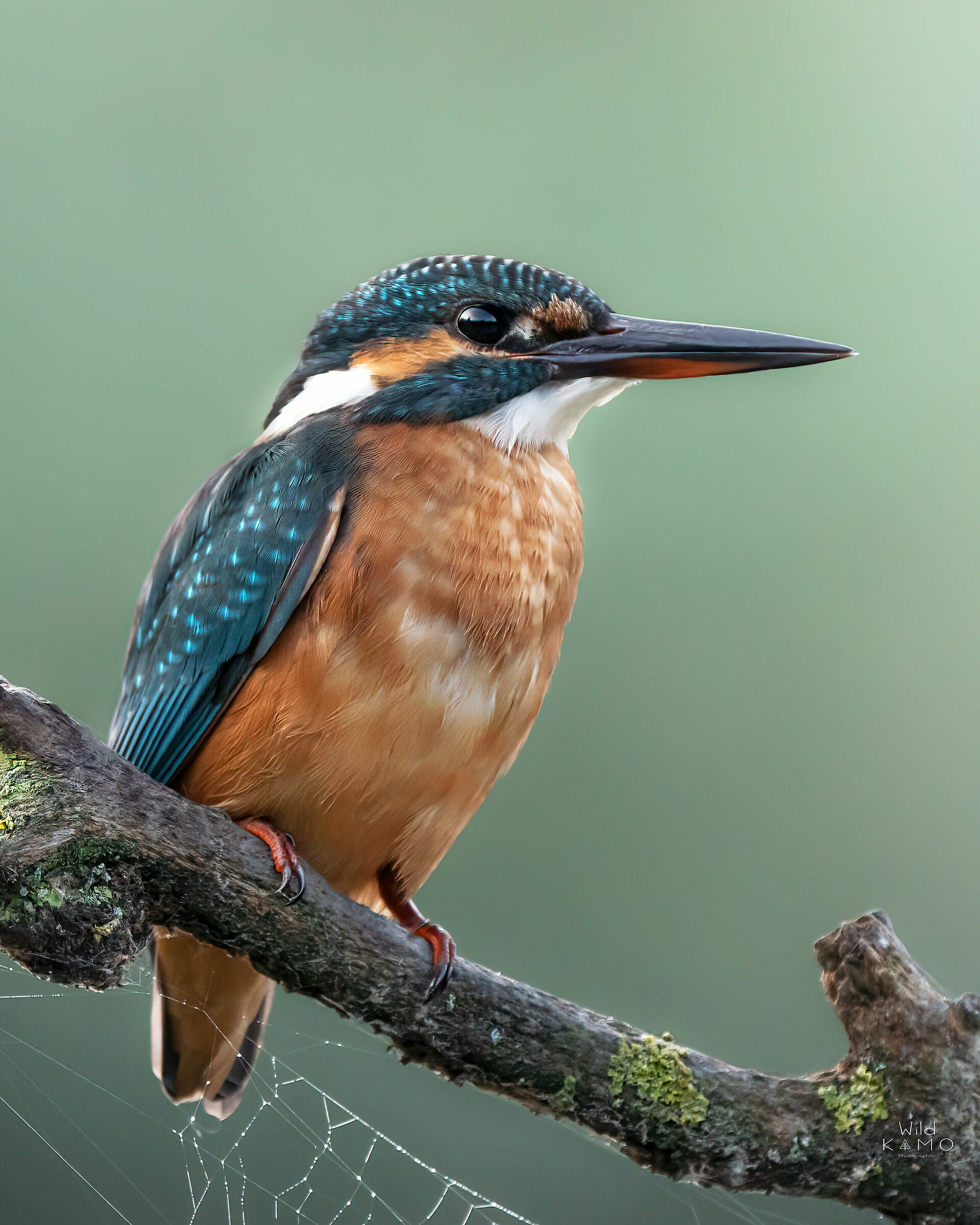 Kingfisher