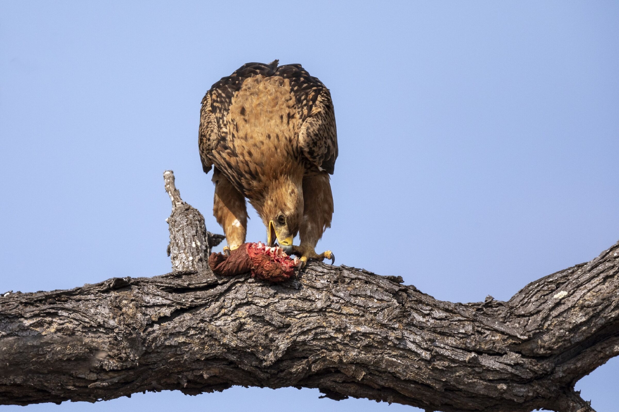 Il meritato pasto...