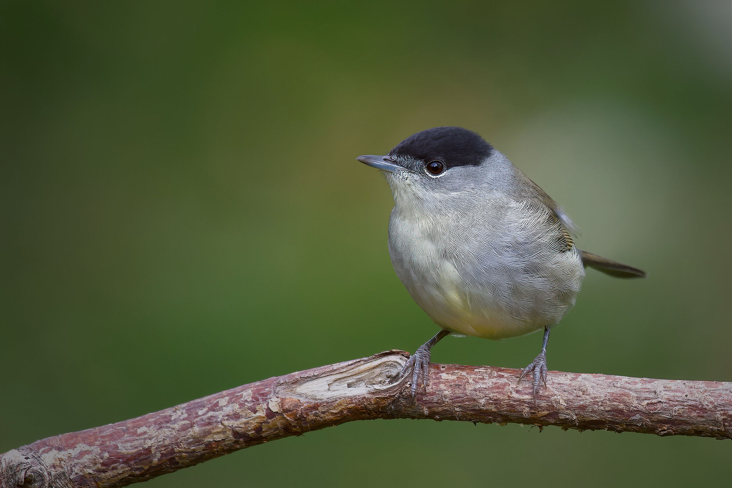 Blackcap (Sylvia atricapilla)