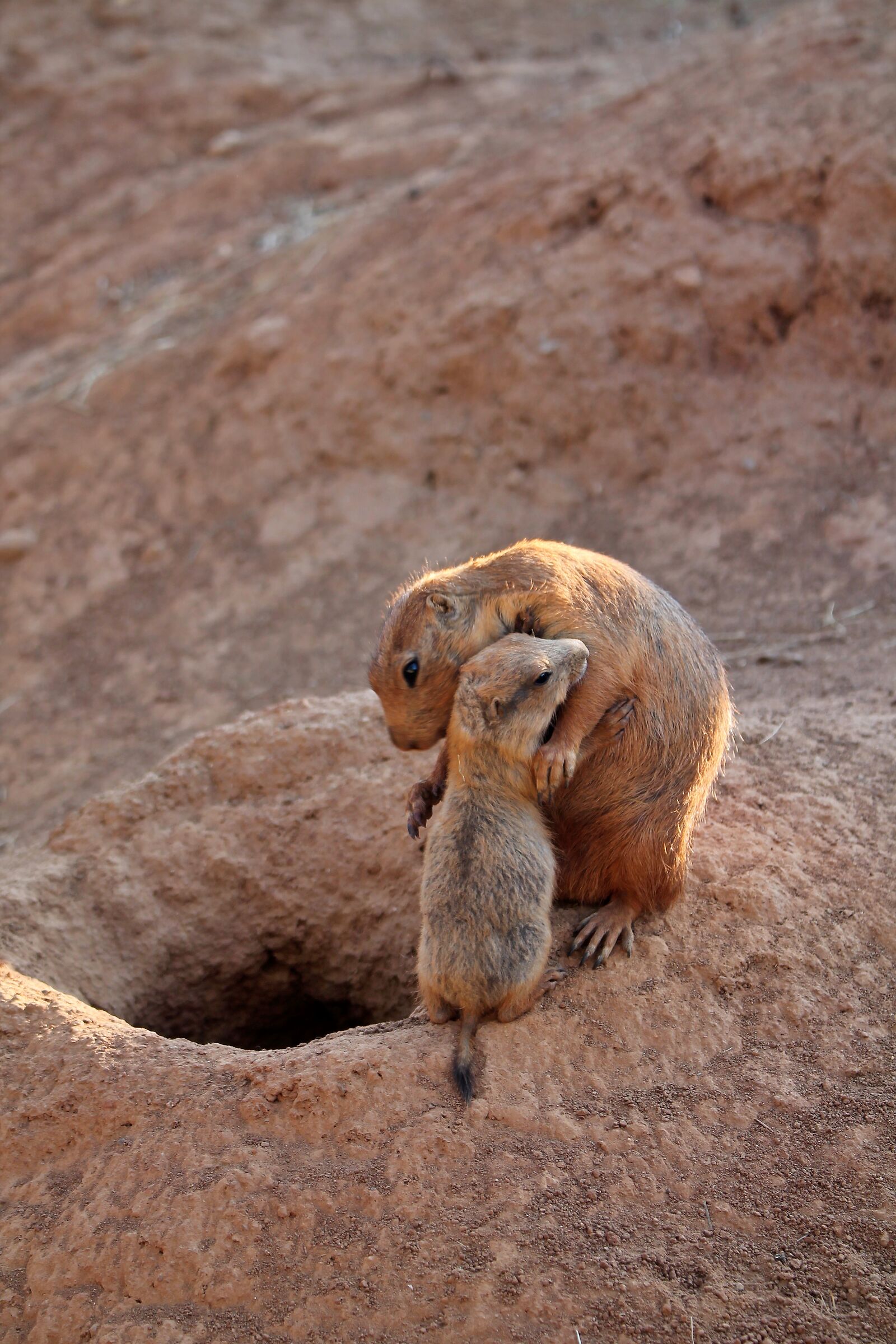 Prairie Dog