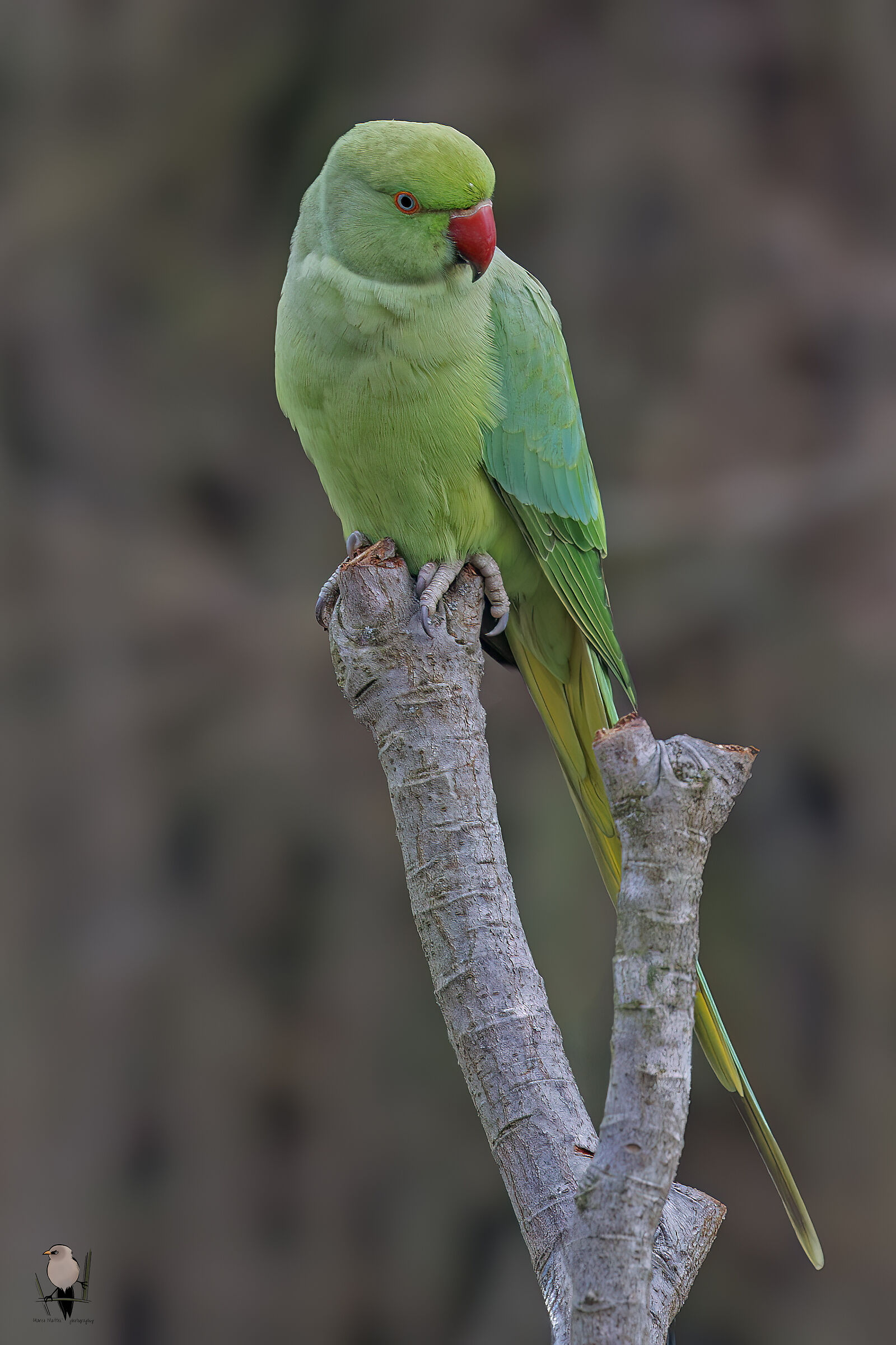 Collared parakeet