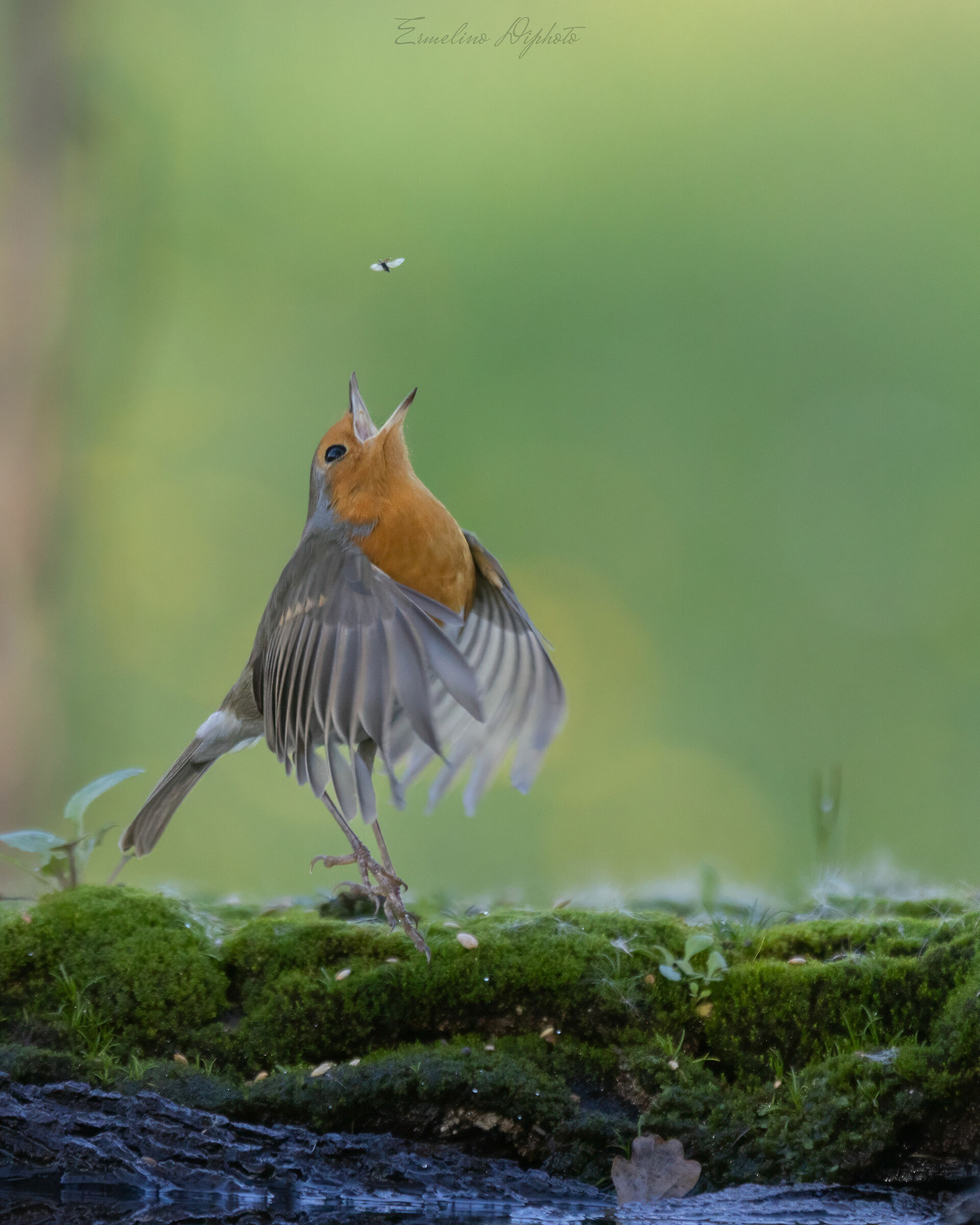 The Waltz of the Gnat