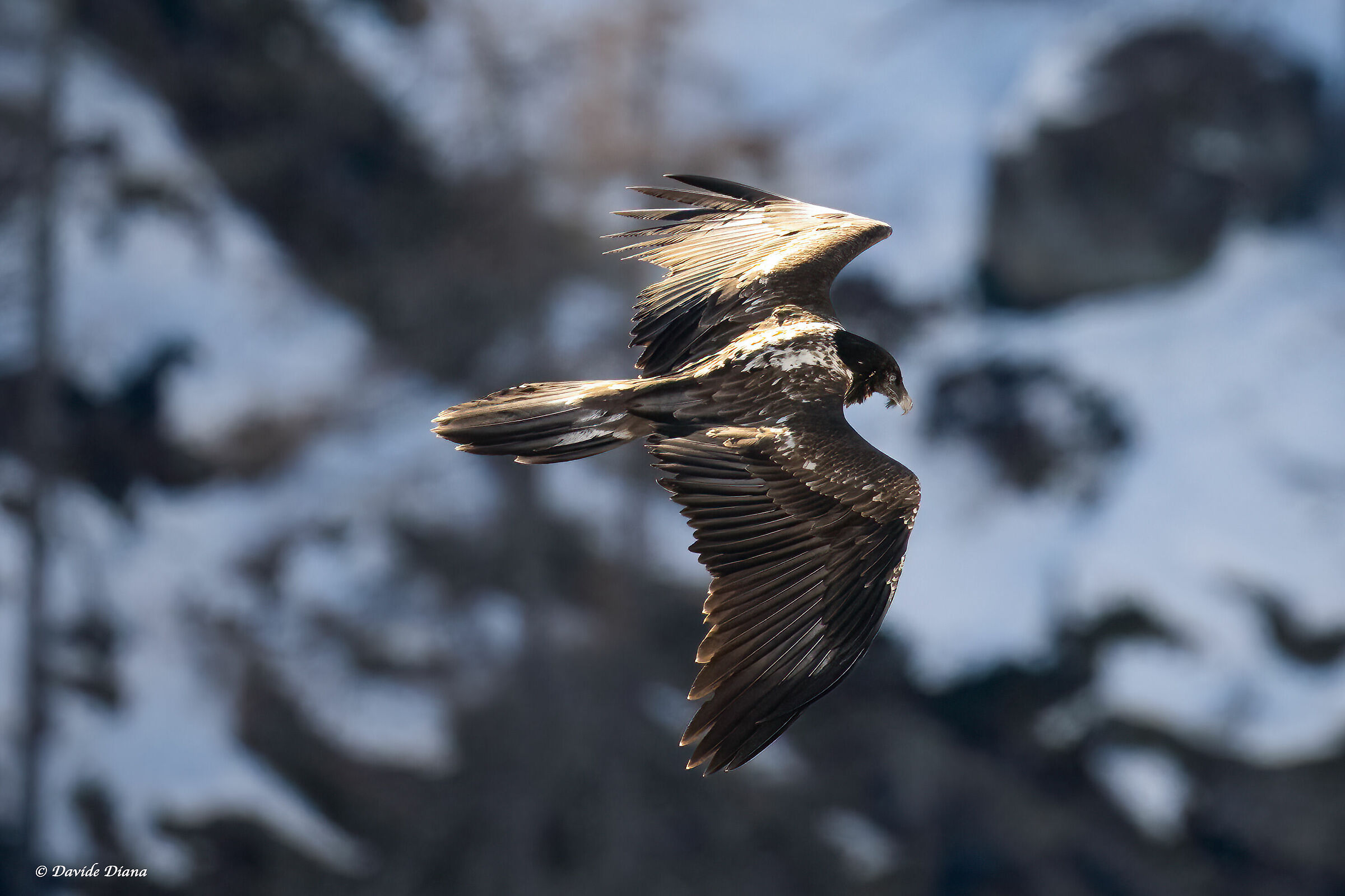 Gypaetus barbatus - Gran Paradiso National Park
