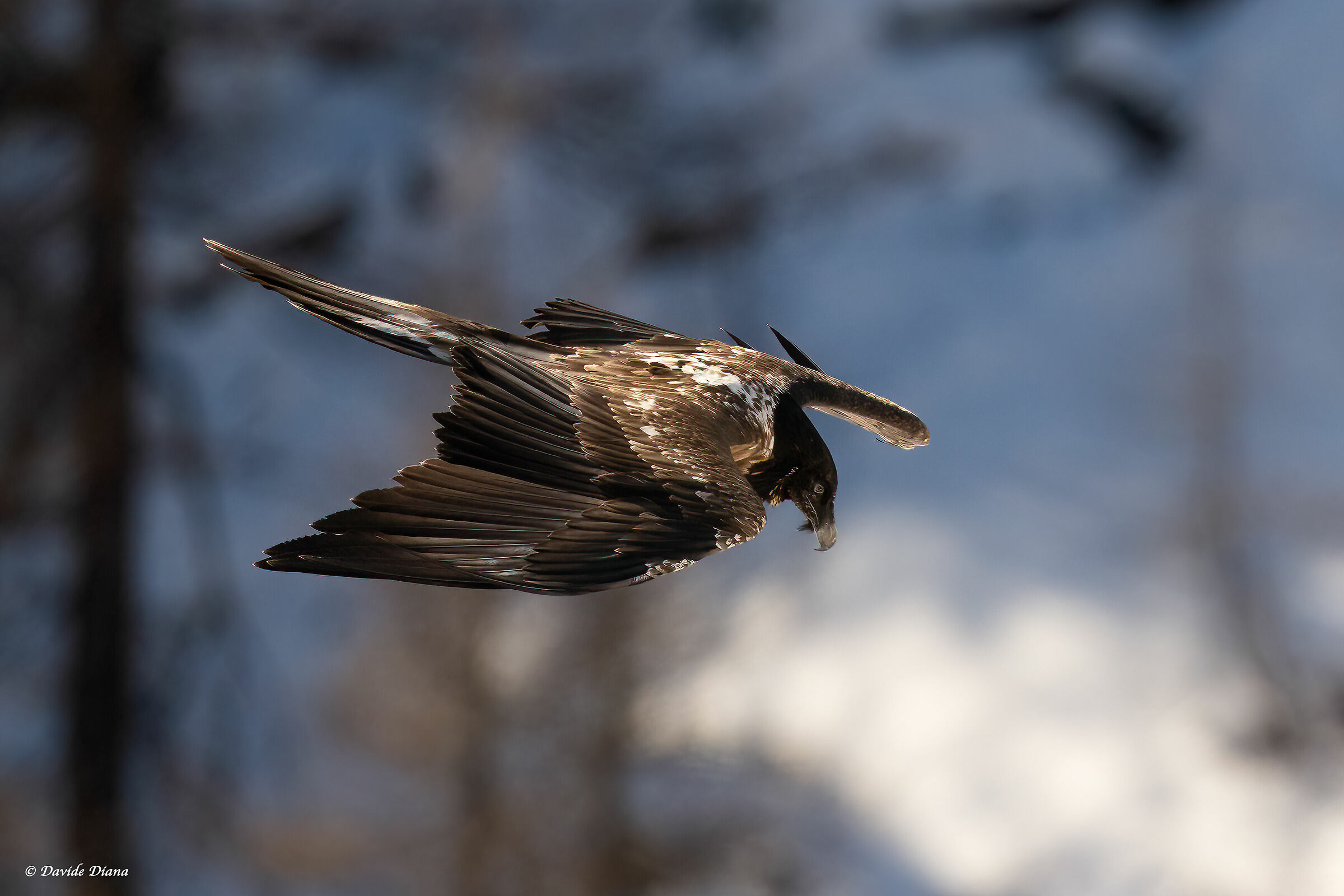 Gypaetus barbatus - Gran Paradiso National Park