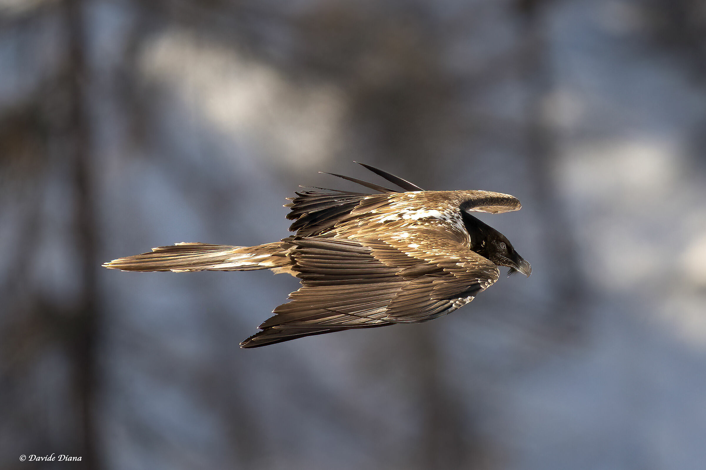 Gypaetus barbatus - Gran Paradiso National Park