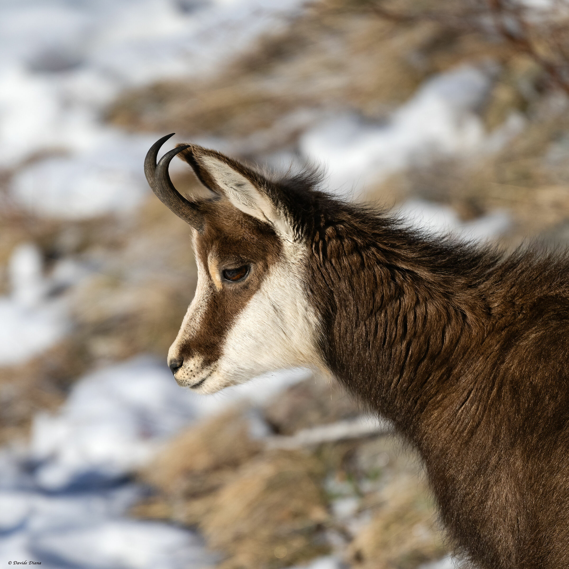 Chamois - Gran Paradiso National Park