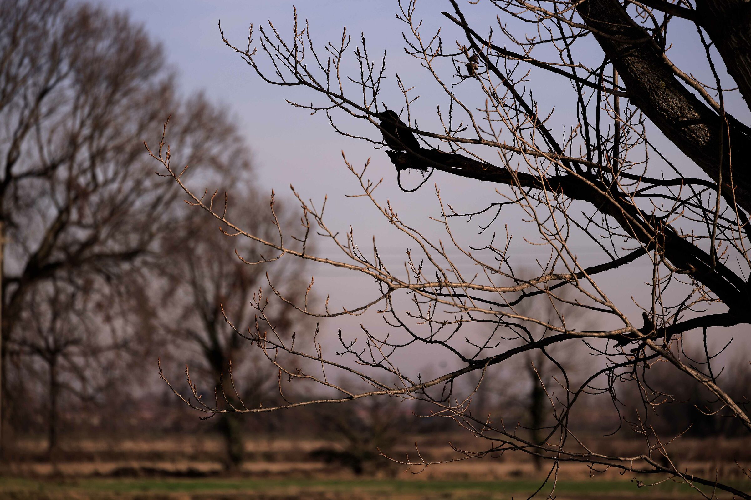 Aspettando i giorni della merla