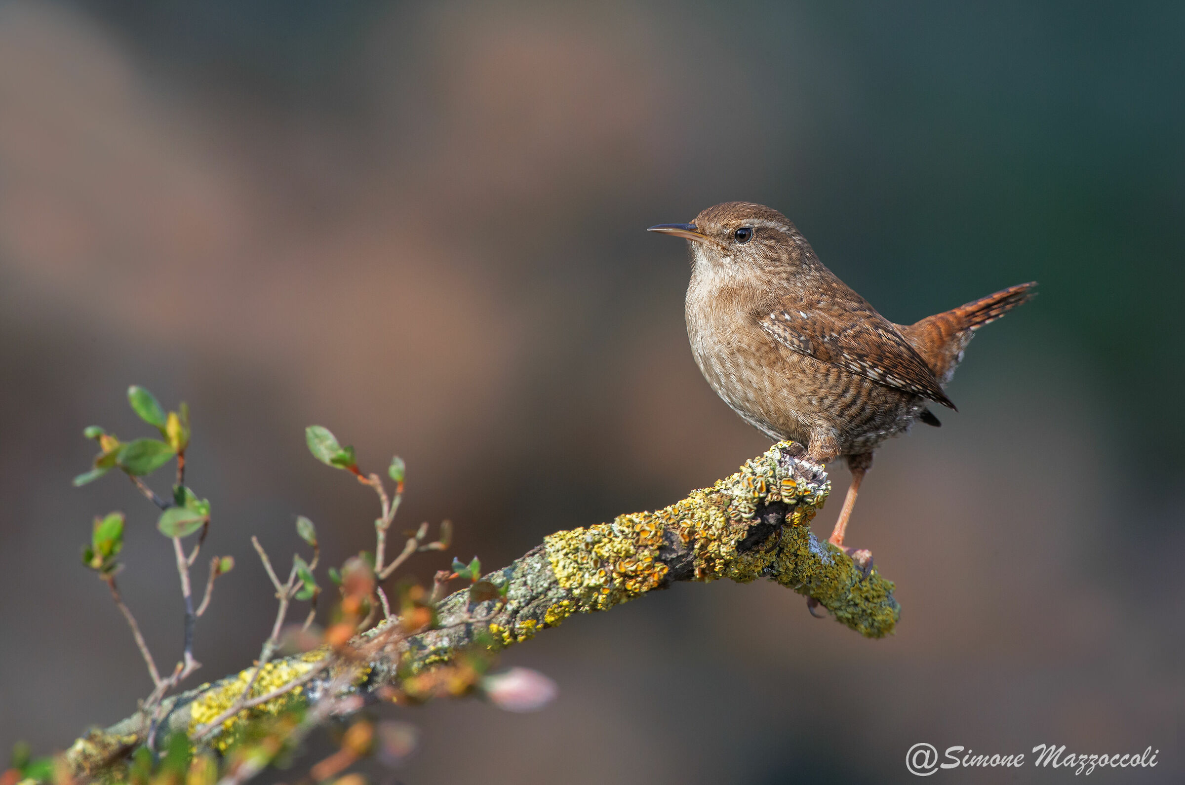 Wren